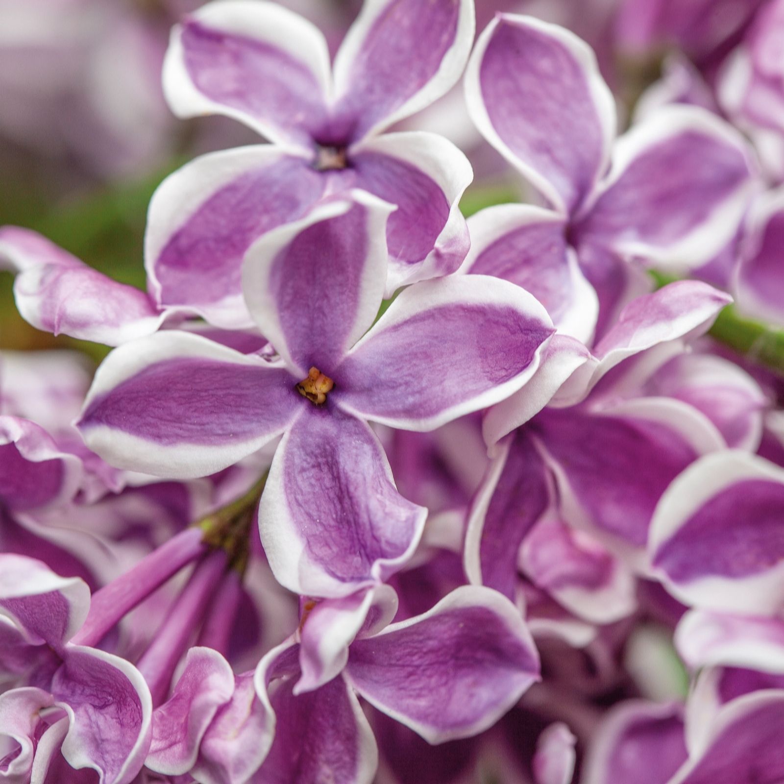 Plants 2 Gardens Green/Red/Purple Plants2gardens Syringa Sensation 3Ltr