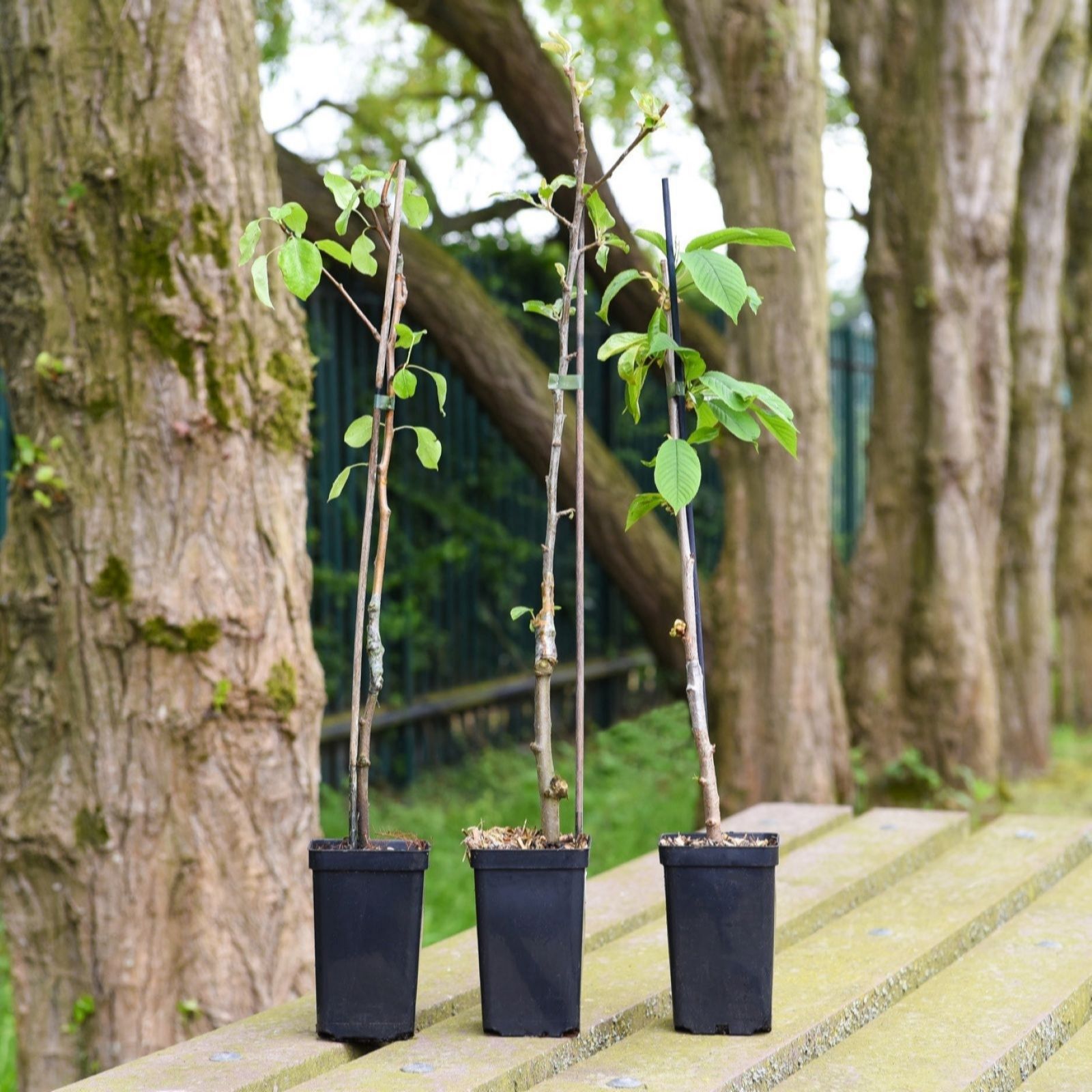 Thompson & Morgan Patio Fruit Tree Collection 9cm Pot x 3