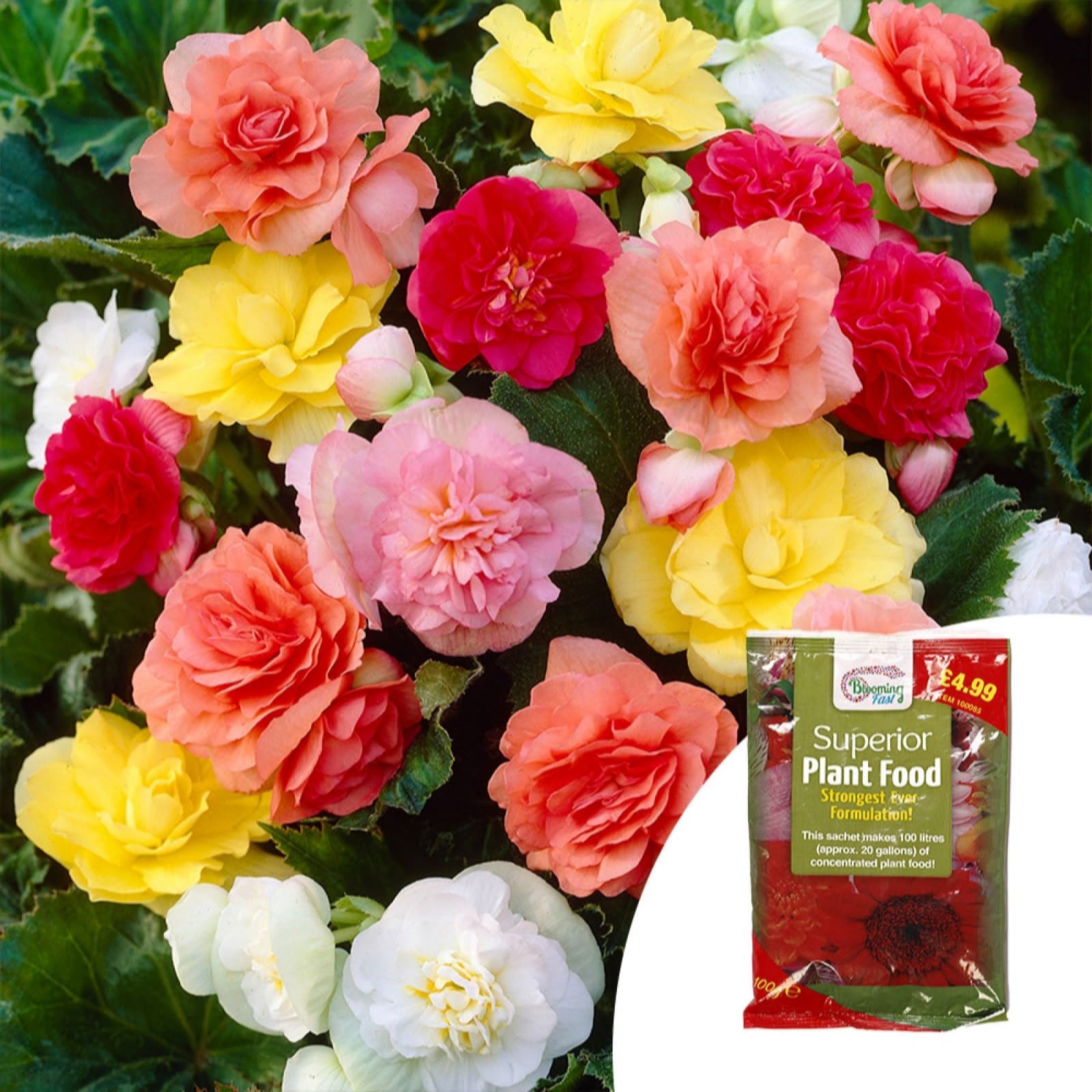 Yougarden Begonia 'Non Stop Mix' Garden Ready Plants X20 & 100G Fer...
