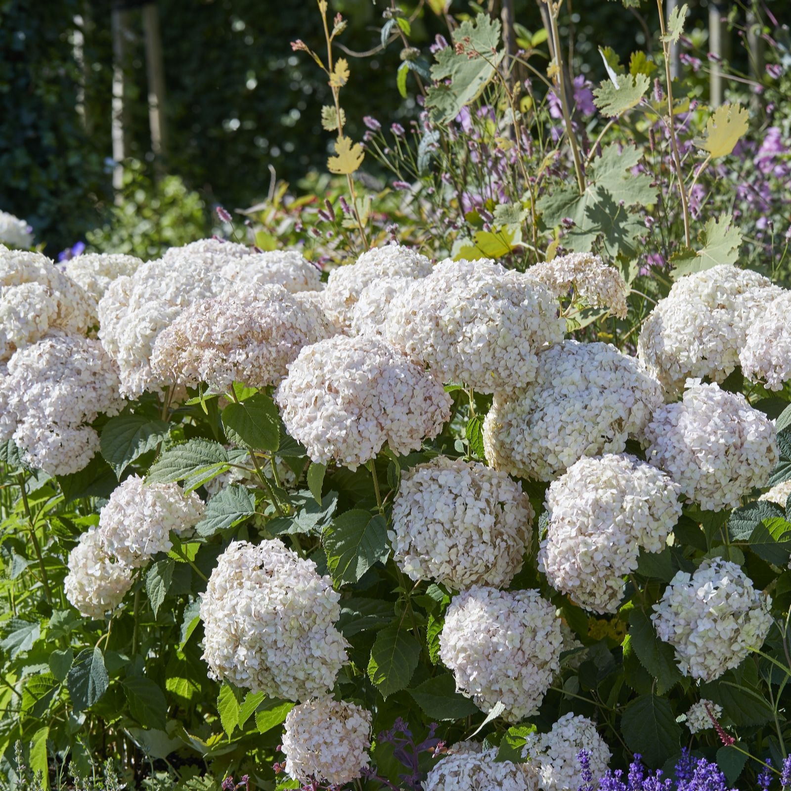 Plants 2 Gardens Green Plants2gardens Hydrangea Candybelle Candyfloss & 2 Planters