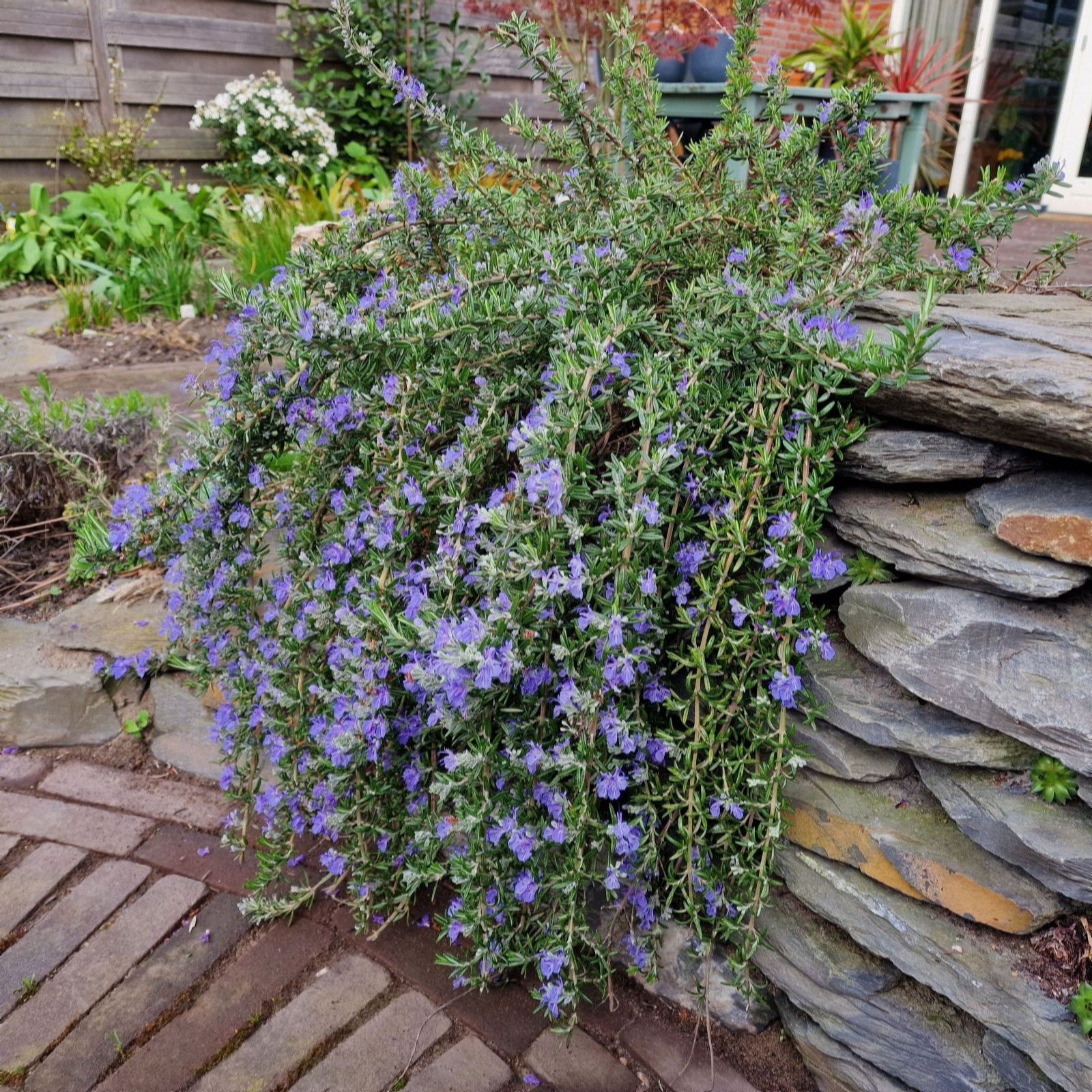 Thompson & Morgan Herb Rosemary Blue Cascade 9cm Pot x 2