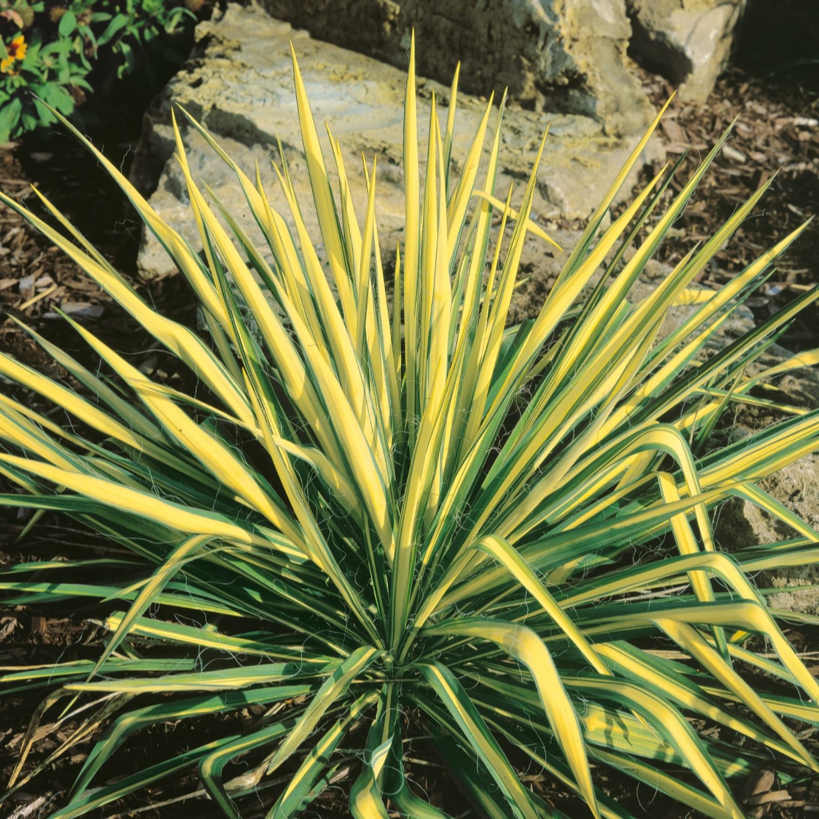 Plants 2 Gardens Golden/Green/White Plants2gardens Yucca Filamentosa Colour Guard 3Ltr