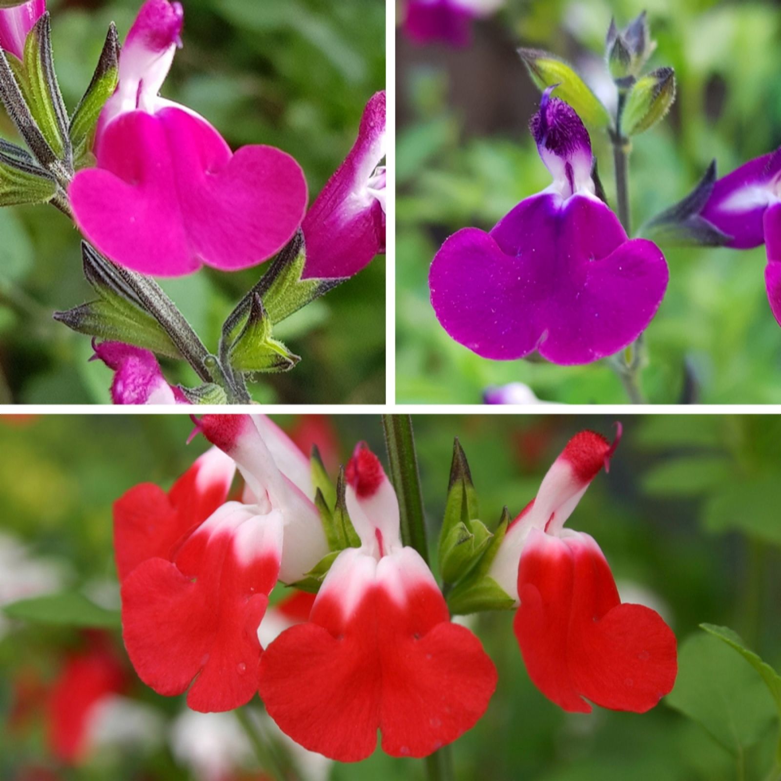 Yougarden Light/Purple/Red Salvia 'Lips' Collection 9Cm X3
