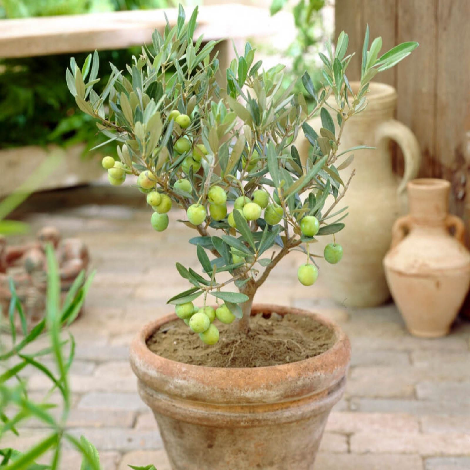 Yougarden You Garden Mini Standard Olive Tree