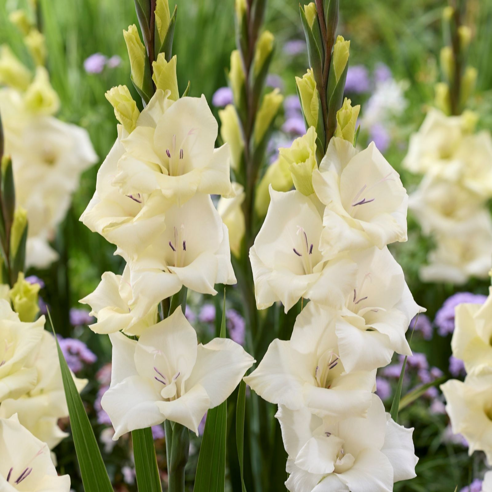 Thompson & Morgan Pink/Purple/White Gladioli Gladdies Trio X 24 Bulbs
