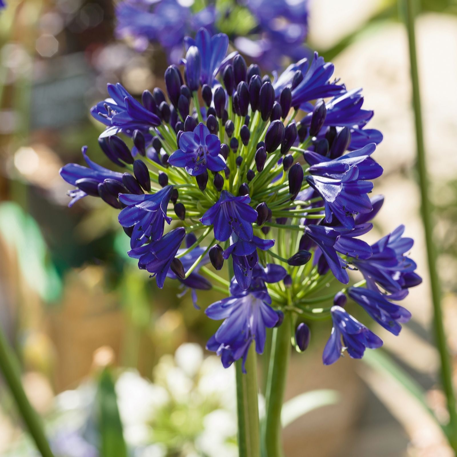 Plants 2 Gardens Black/Silver Plants2gardens Agapanthus Collection 3 X 9Cm