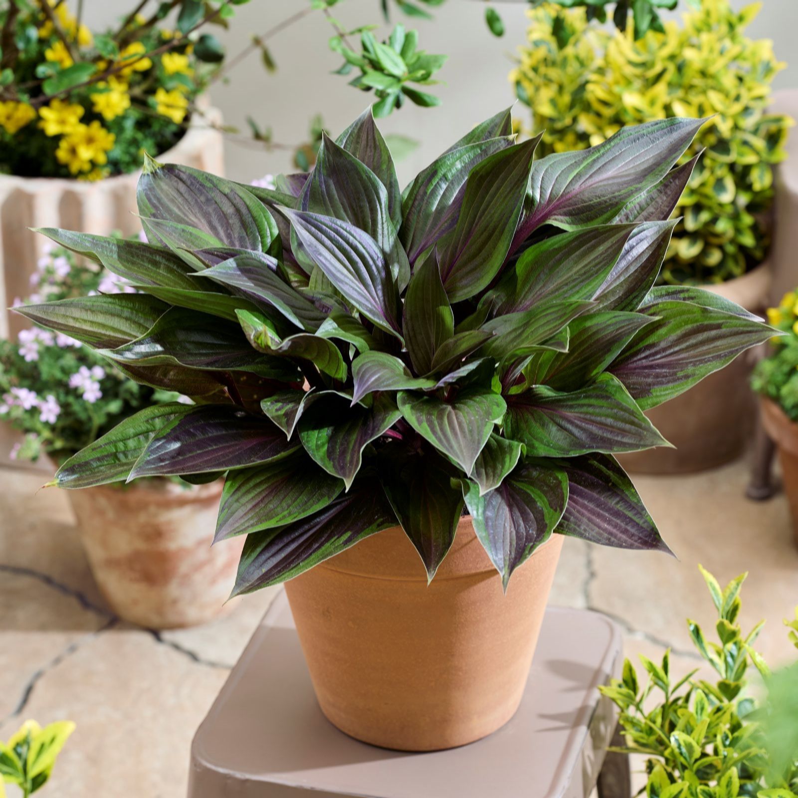 Thompson & Morgan Hosta Red Ninja 9cm Pot x 1