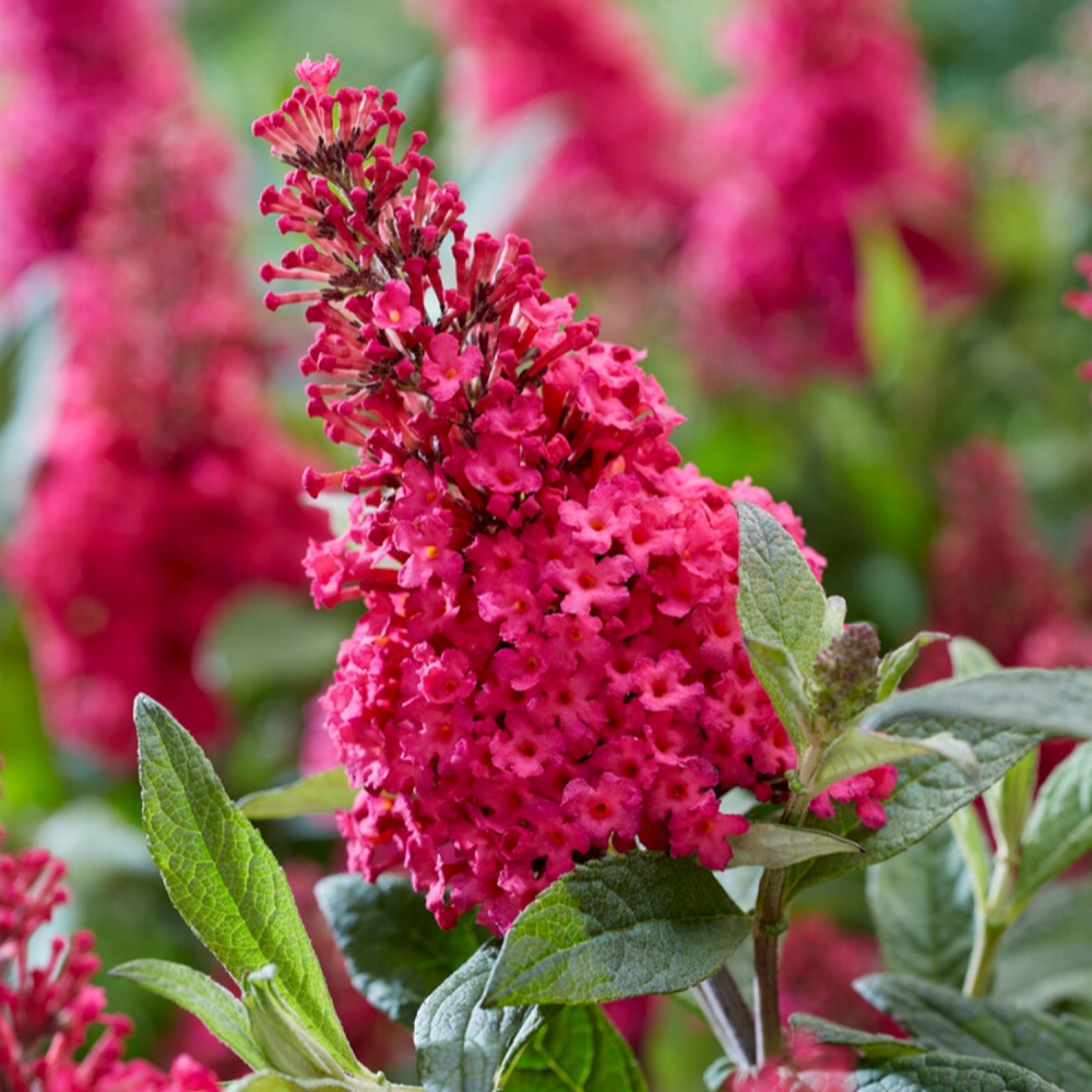 Yougarden Red Buddleia Dav Butterfly Candy Little Ruby 3L