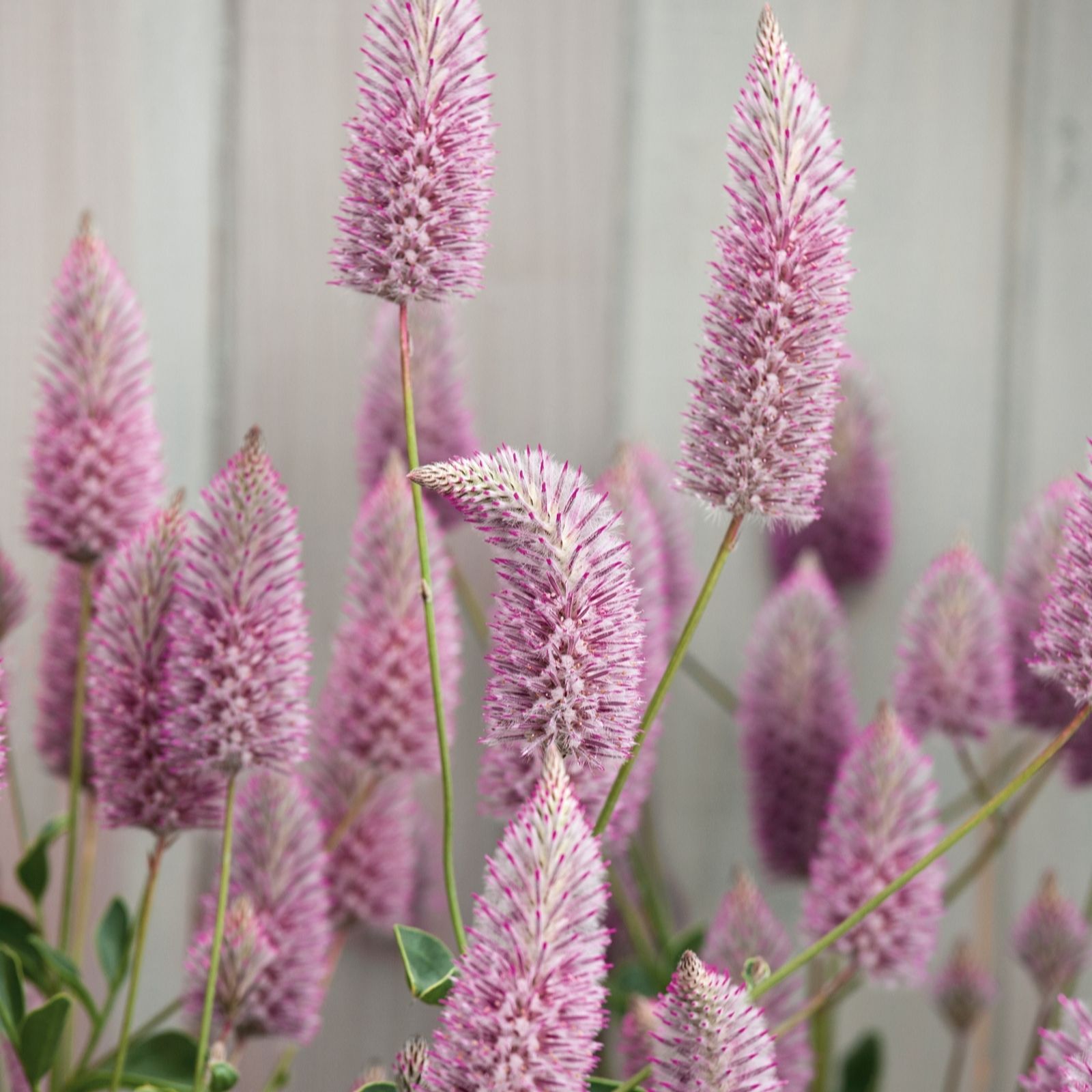 Plants 2 Gardens Pink Plants2gardens Ptilotus Joey 3 X 10.5Cm