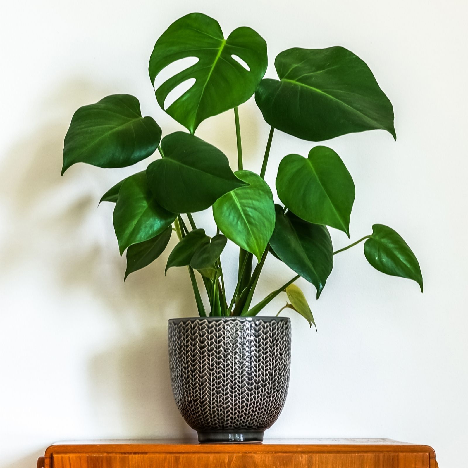 Yougarden Green Swiss Cheese Plant Monstera In 14Cm Pot
