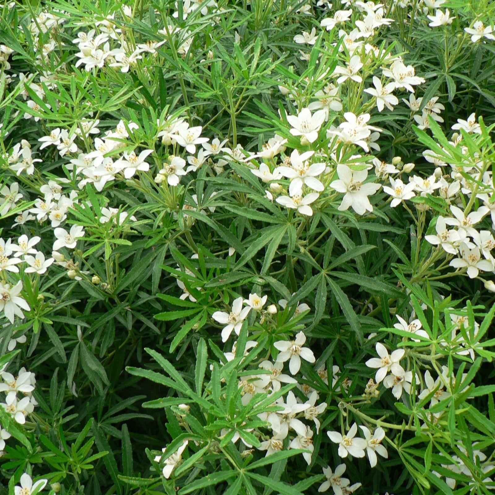 Plants 2 Gardens White Plants2gardens Choisya Dazzler 2 X 9Cm & 2X Speckled Planters