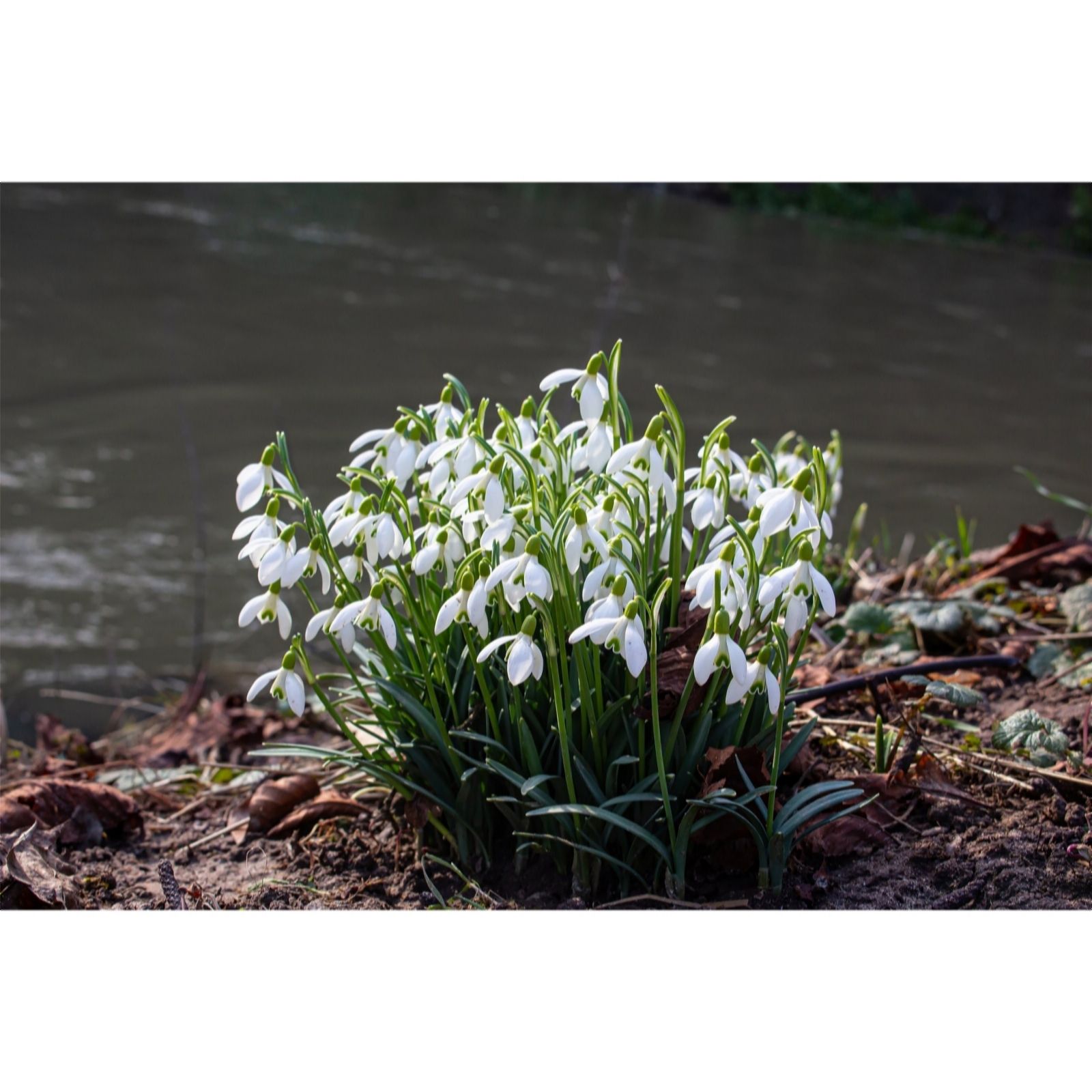 Thompson & Morgan Snowdrop Singles In The Green 50 Bulbs