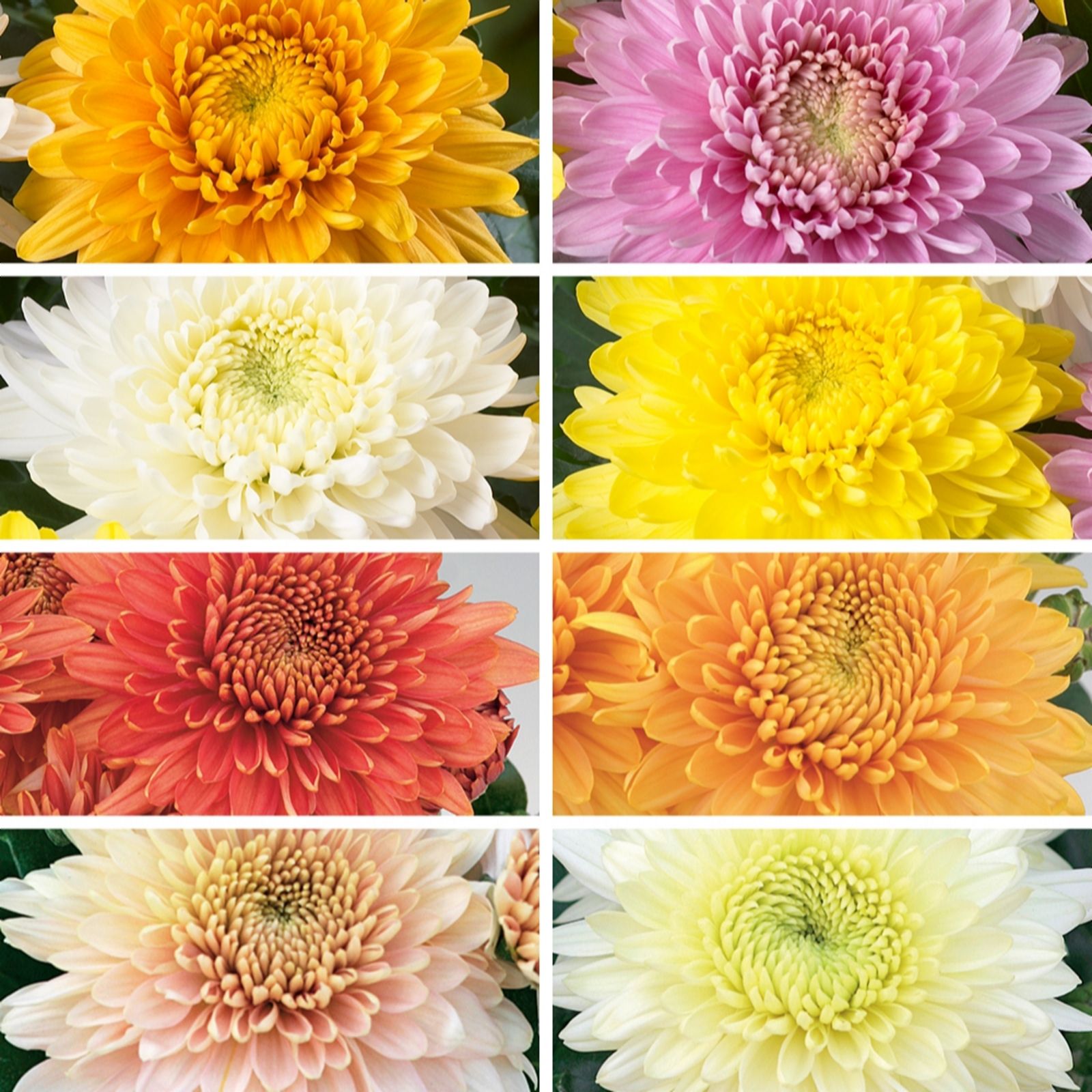 Yougarden Ultimate Chrysanthemum Plug Plant Collection X24