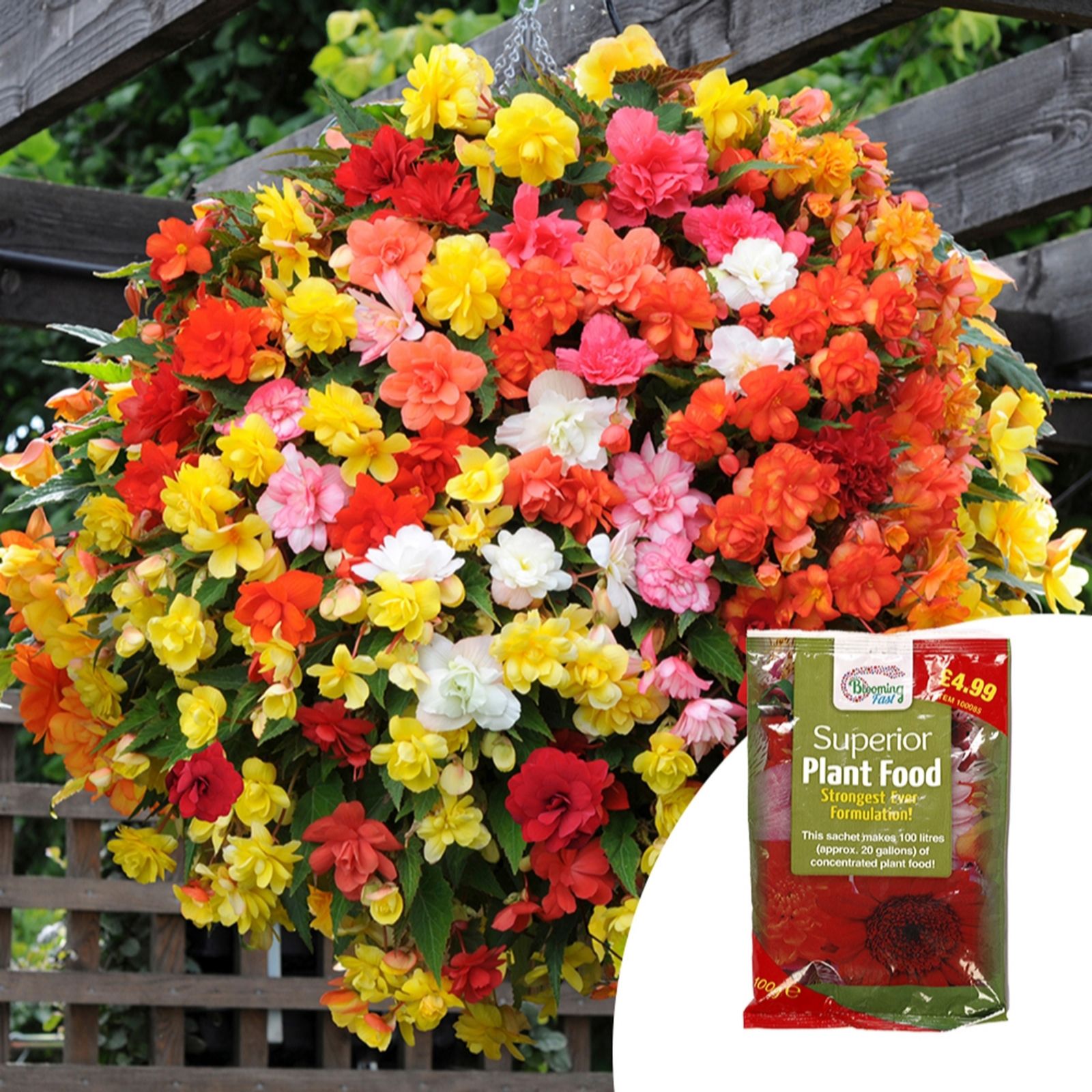 Yougarden Begonia 'Super Cascade Mix' Garden Ready Plants X20 & 100...