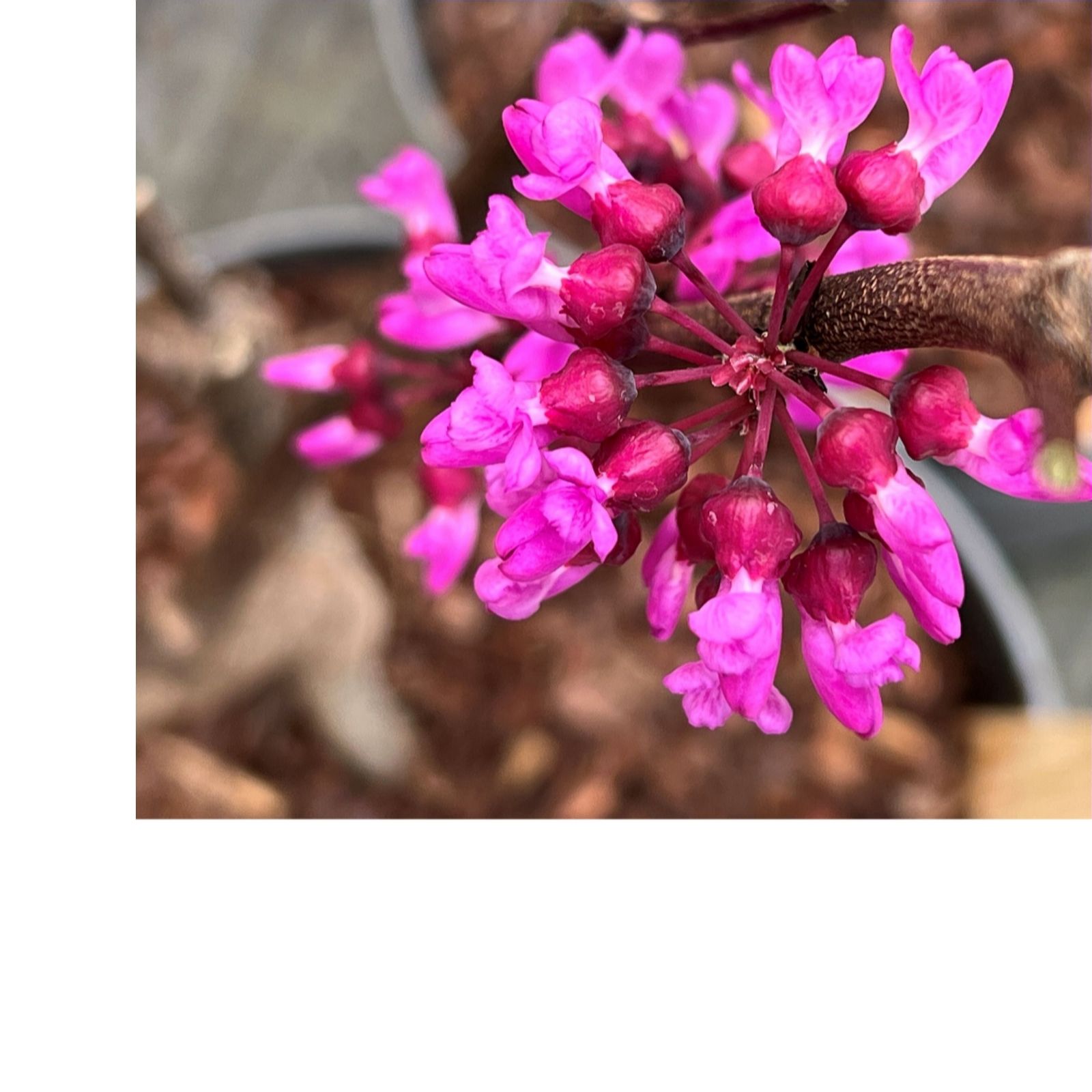 Thompson & Morgan Cercis Blue Lagoon 9cm Pot x 1