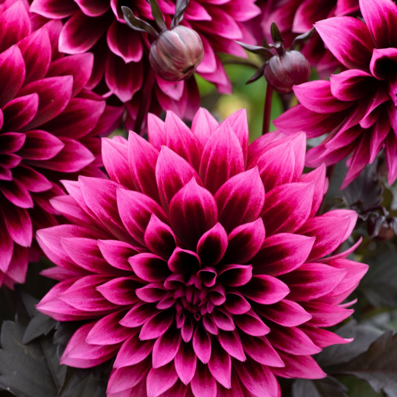 Hayloft Plants Red Dahlia Velvet Crush 3X 1 Litres