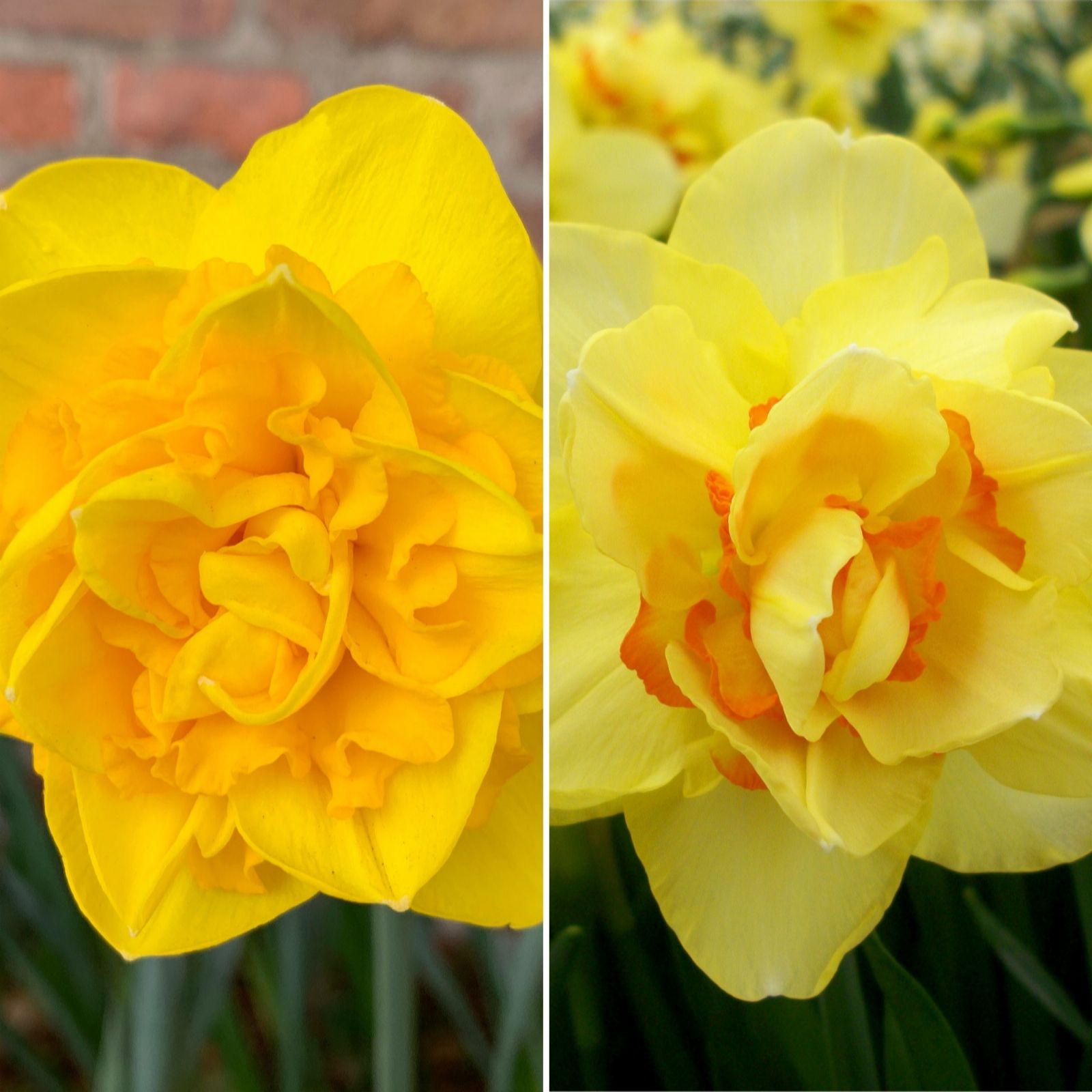 Richard Jackson Richard Jackson's Award Winning Orchid Flowered Daffodils 10X Bulbs