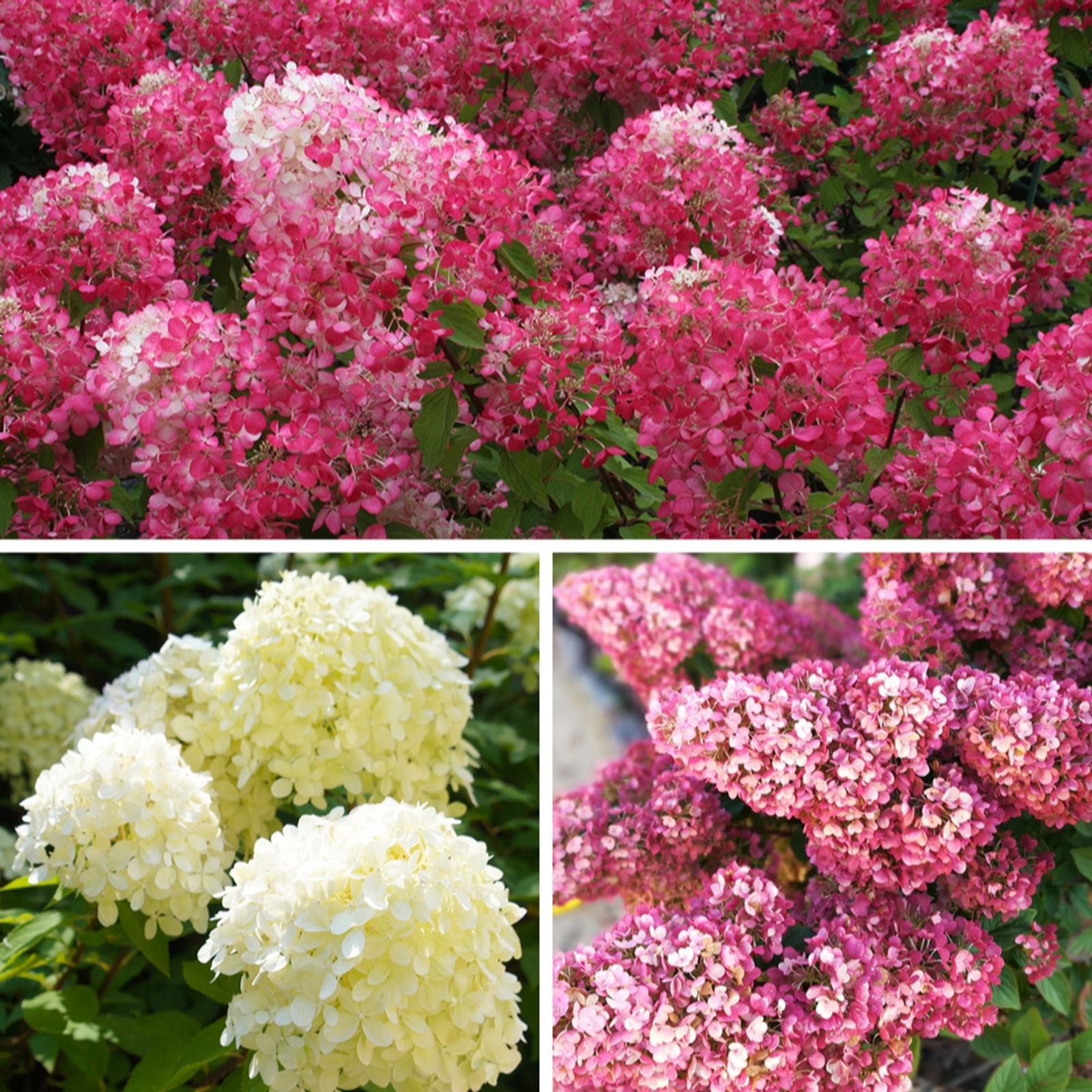 Yougarden White Collection Hydrangea Paniculata 9Cm Pots X3