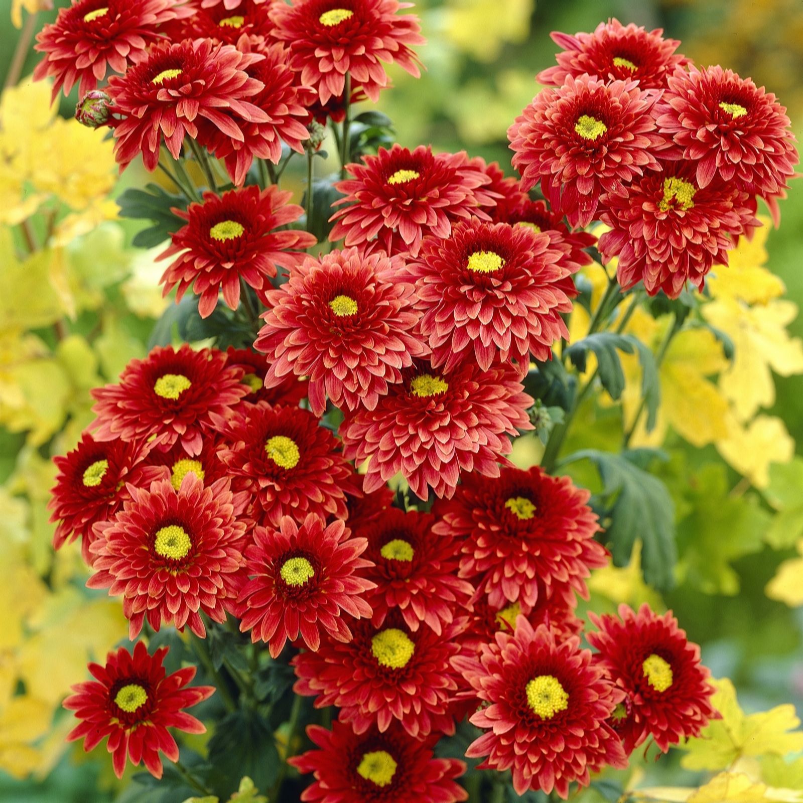 Hayloft Plants Bronze/Red/White Chrysanthemum 1 Litres Pots X 3