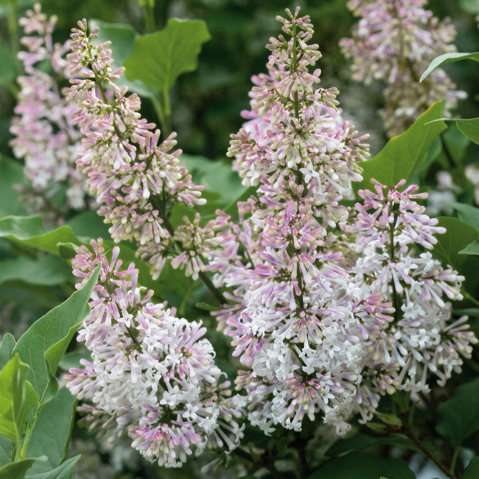 Plants 2 Gardens Purple/Lilac/Red Syringa Miss Kim 3Ltr