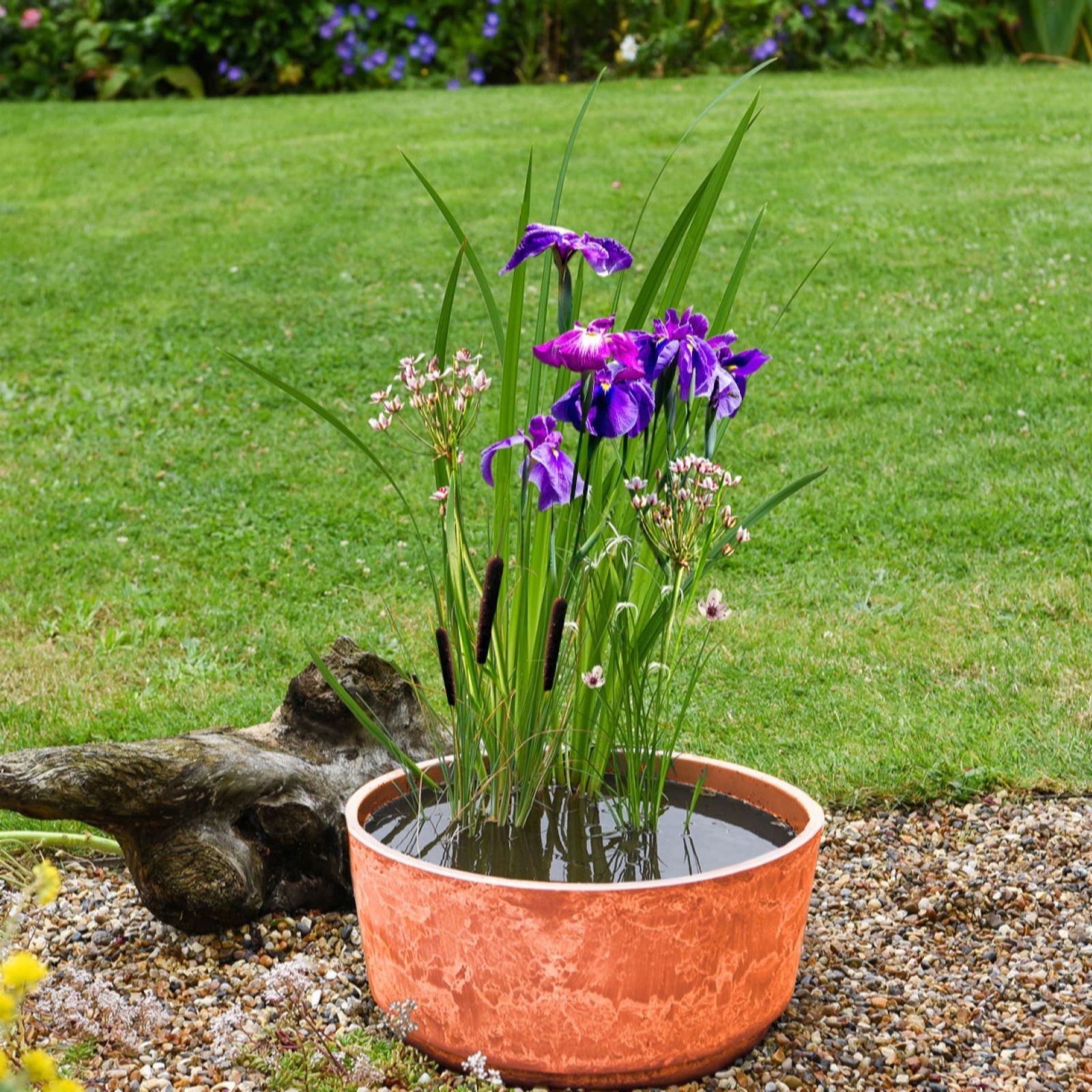 Thompson & Morgan Insects Patio Pond Kit + Terracotta Marble Caesar...