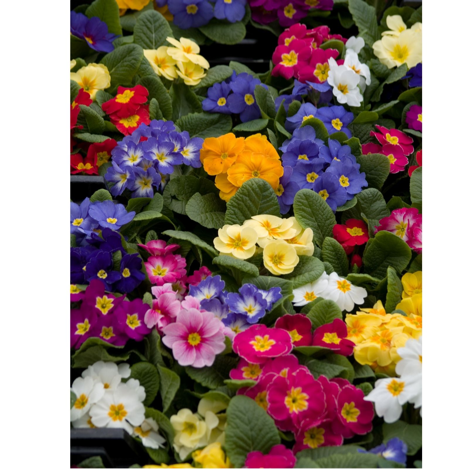 Hayloft Plants Primula Husky Mixed 5X 1 Litre