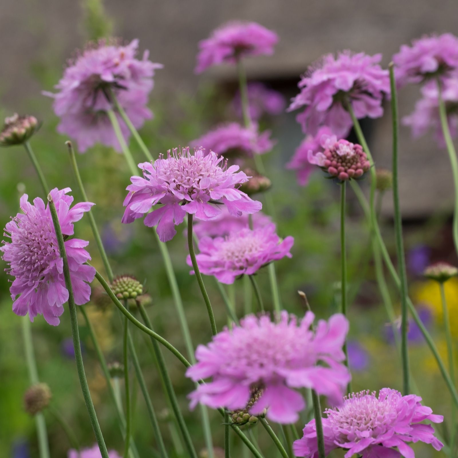 Plants 2 Gardens Pink Plants2gardens Scabiosa Kudo 3 X 9Cm
