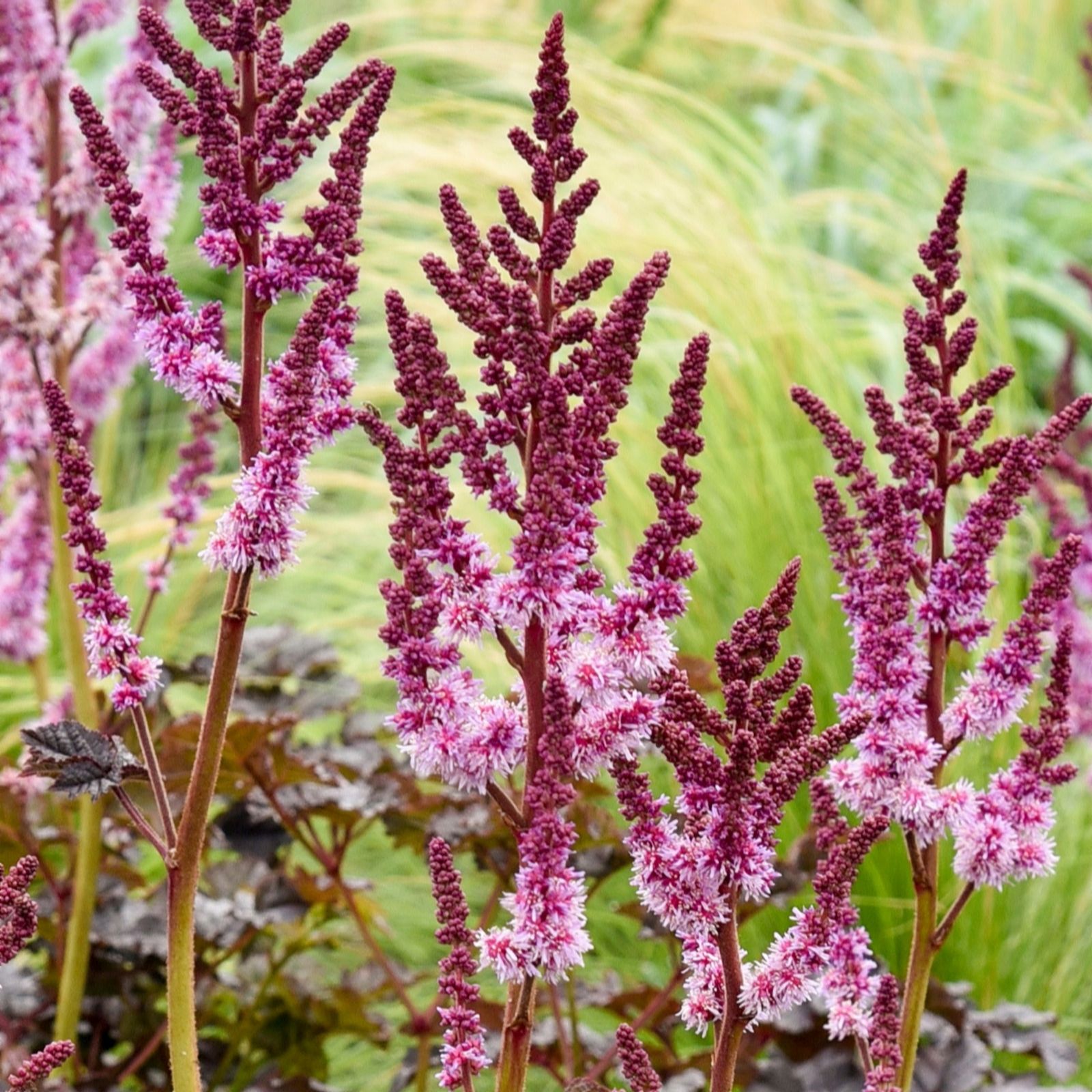 Richard Jackson Dark Astilbe Side Of The Moon 2Lt
