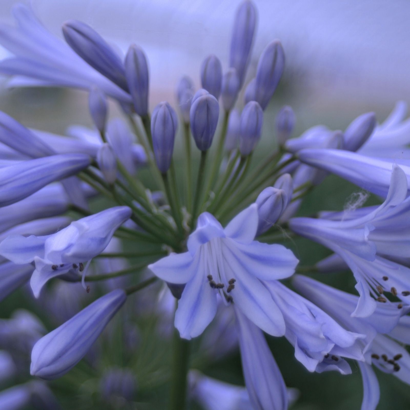 Hayloft Plants Green/Blue Globe Agapanthus 2 Litre Pots X 2