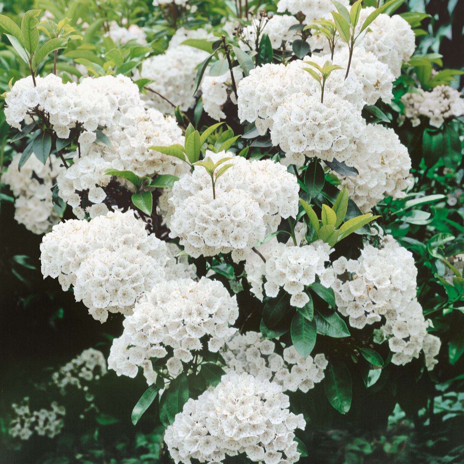 Plants 2 Gardens Plants2gardens Kalmia Latifolia 3Ltr