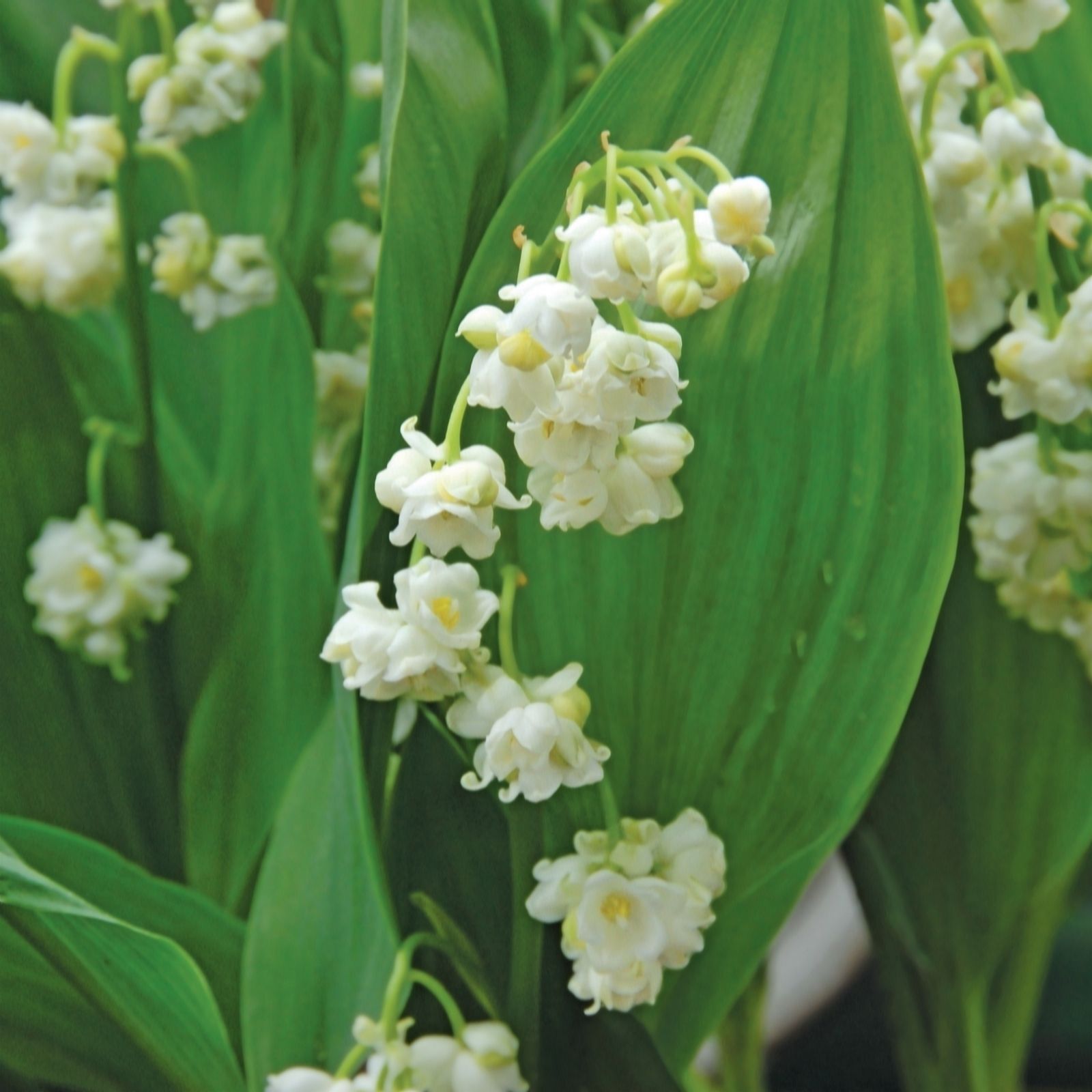 De Jager Delightful Double Lily Of The Valley X5