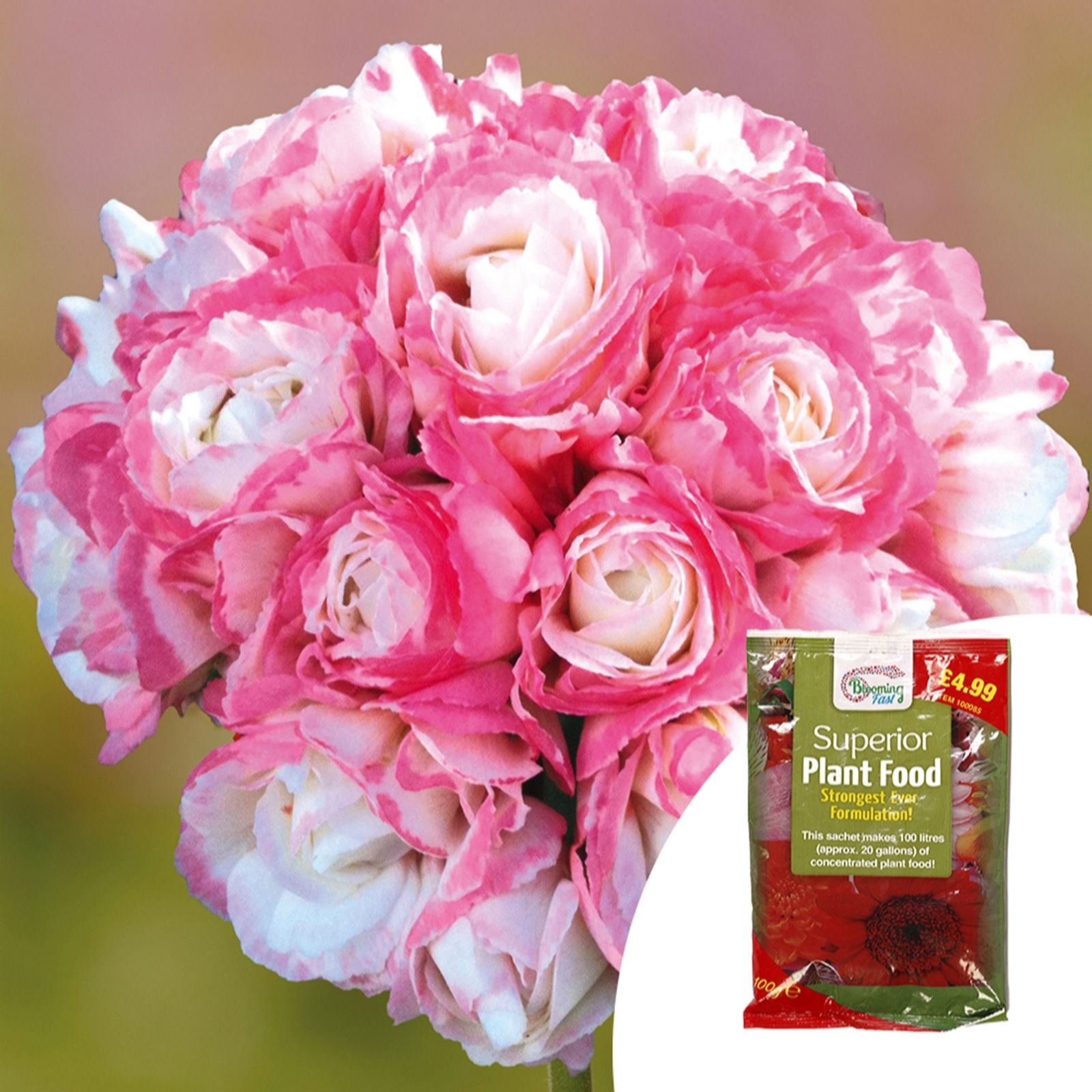 Yougarden Pink/Salmon Geranium 'Appleblossom' Plug Plants X12 & 100G Fertiliser