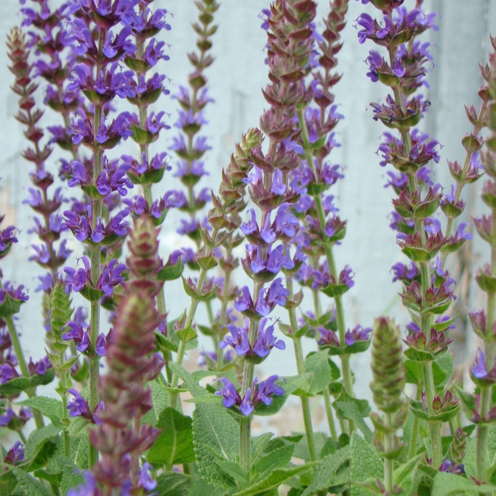 Hayloft Plants Grey/Green Salvia East Friesland 5 X 9Cm Pots