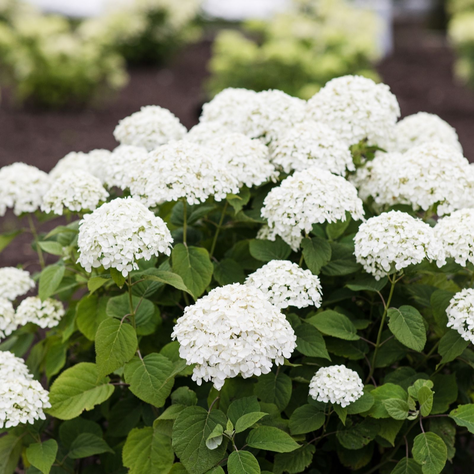 Richard Jackson White Hydrangea Beauty Bell 2.3L Pot