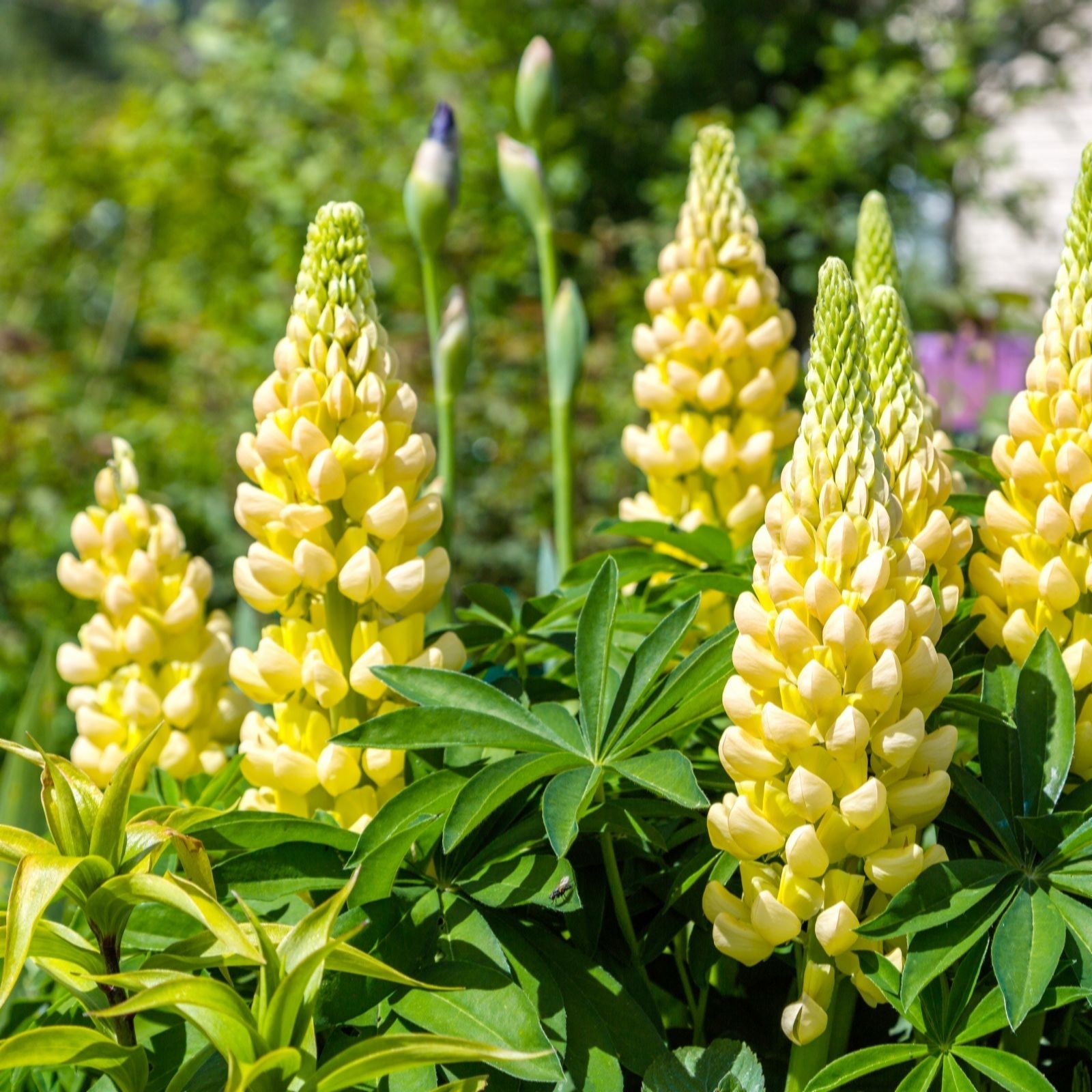 Thompson & Morgan Yellow Lupin Chandelier 3 X In 1L Pots