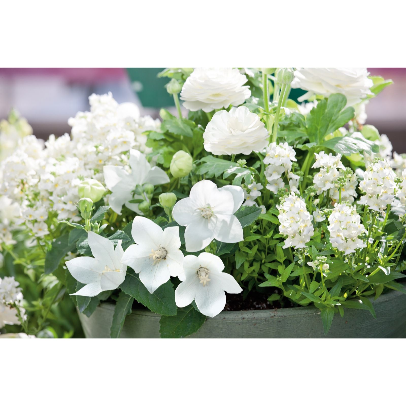 Plants 2 Gardens White/Blue Plants2gardens Platycodon Popstar Collection 6 X 6Cm