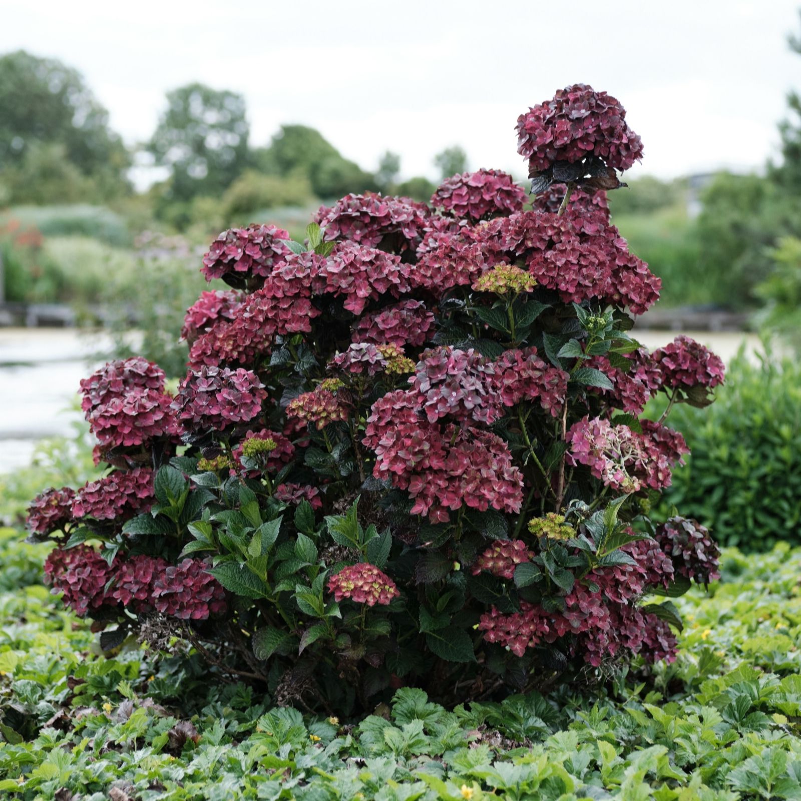 Hayloft Plants Hydrangea Magical Chocolate 2X 1 Litre