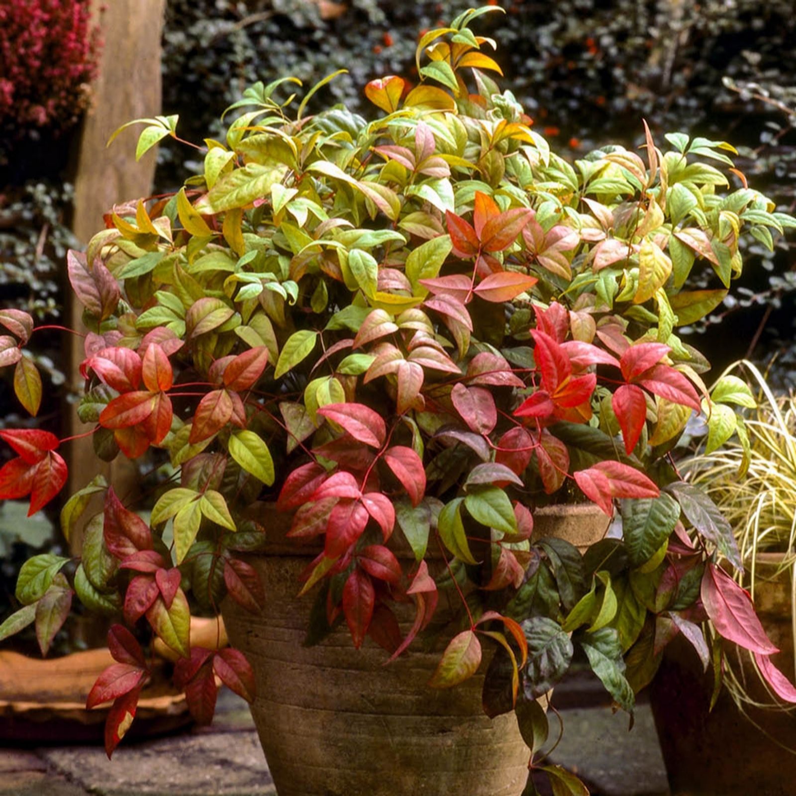 Yougarden Heavenly/Green/Red Nandina 'Fire Power' In 2L Pots X2