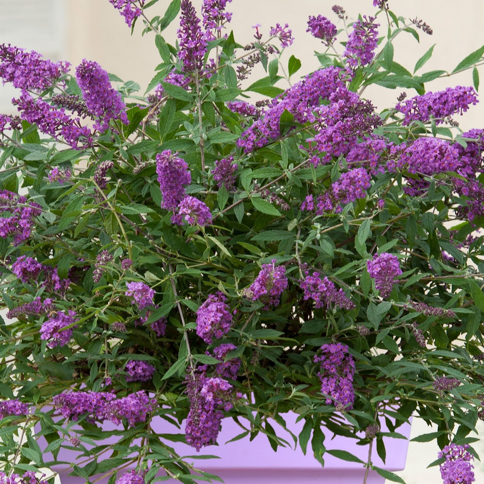 Richard Jackson Purple Buddleja Summer Lounge