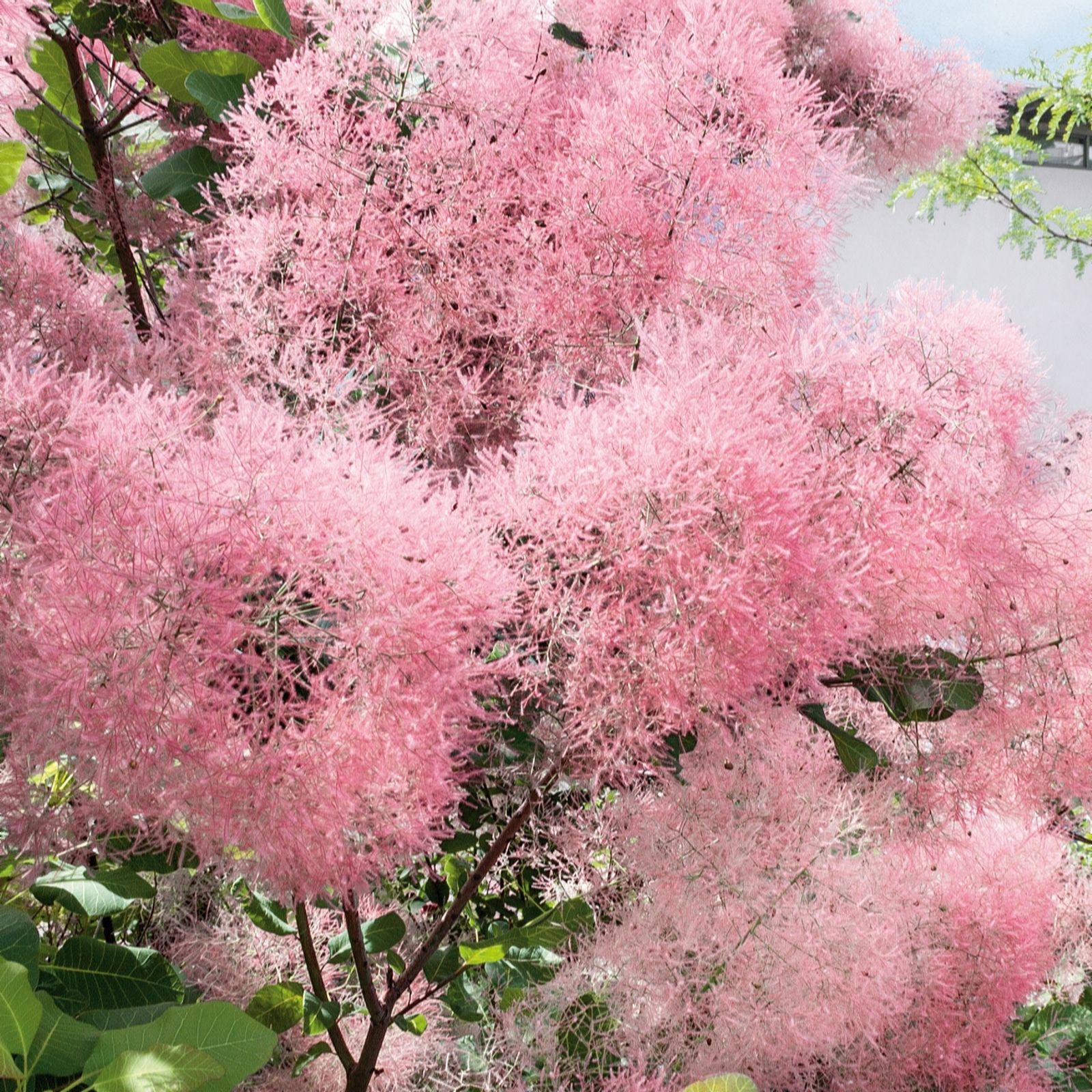 Plants 2 Gardens Bronze/Green/Pink Plants2gardens Cotinus Candy Floss 3Ltr