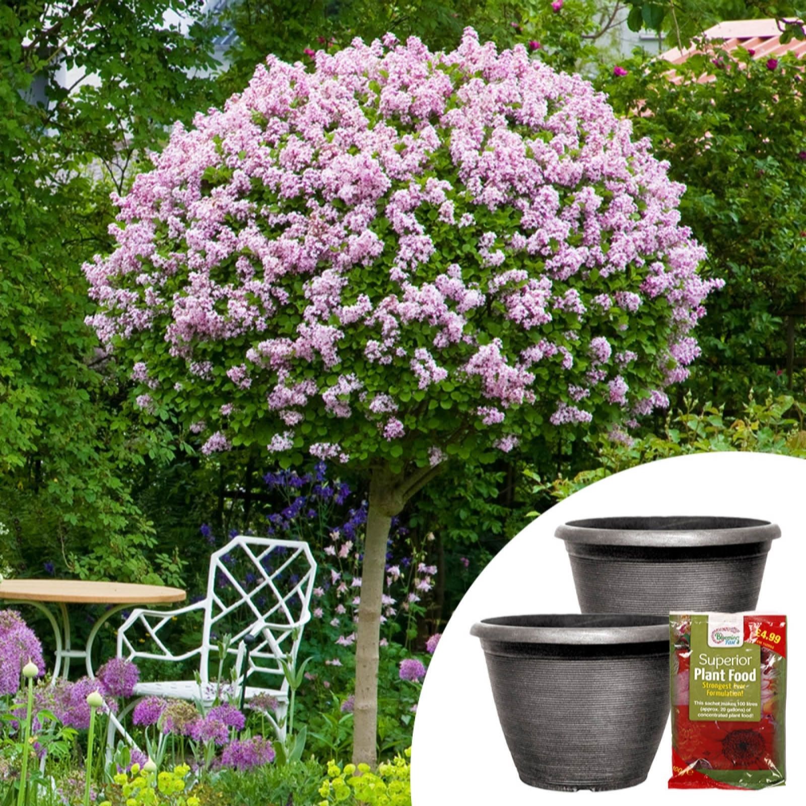 Yougarden Bronze Pair Of Lilac Palibin Standards Planters & Fertilser