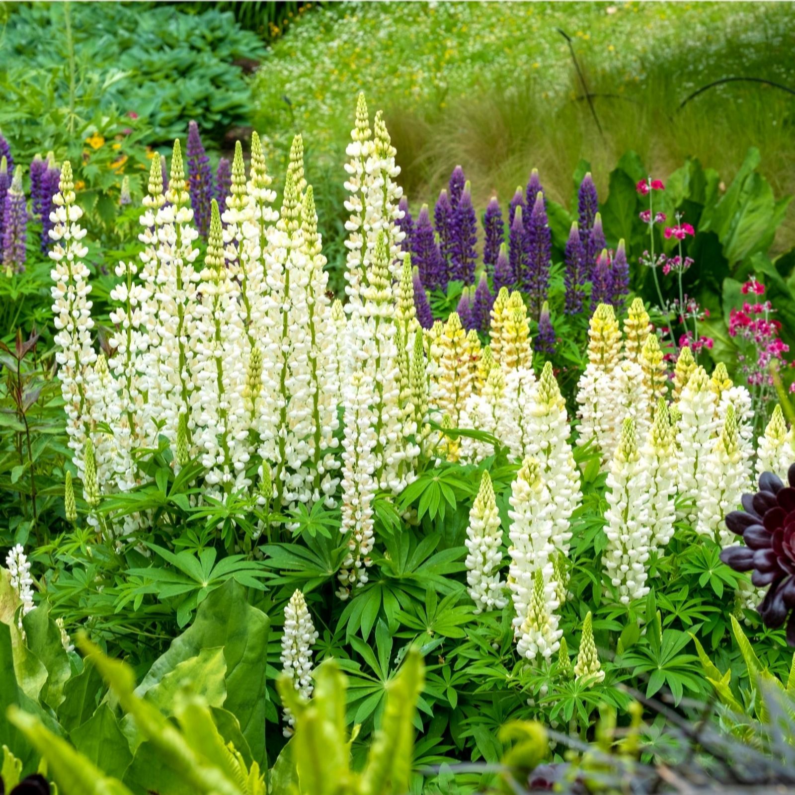 Thompson & Morgan White Lupin Noble Maiden 1L Pot X 3