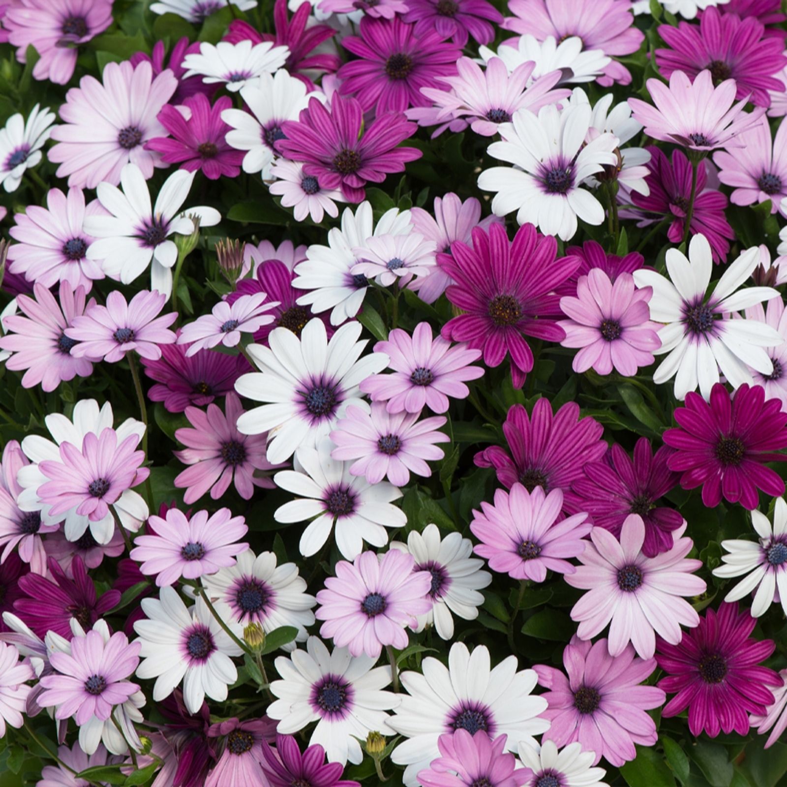 Yougarden Cream Osteospermum Akila 'Berries & ' Plug Plants X12