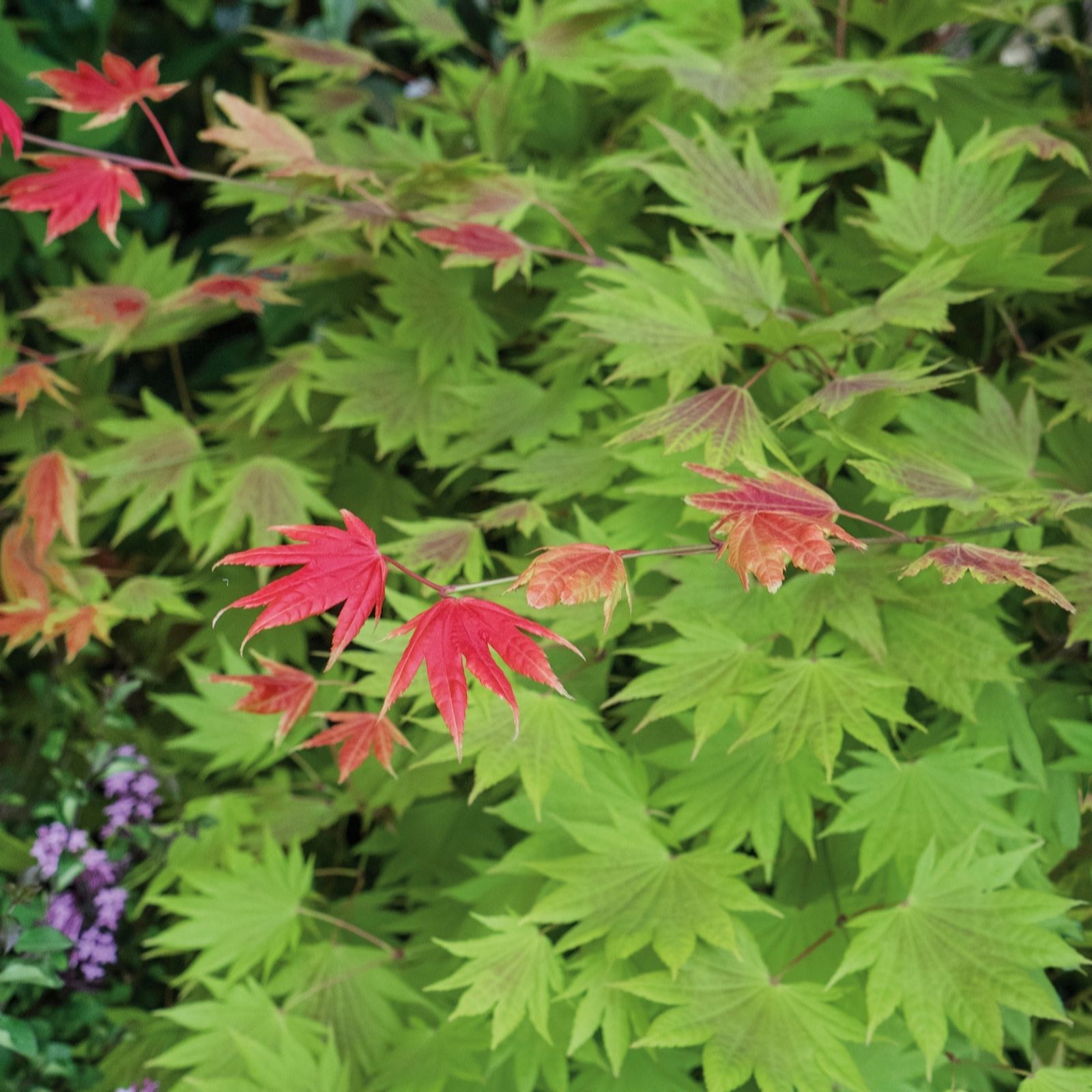 Plants 2 Gardens Red/Green/Orange Plants2gardens Acer Moonrise 3Ltr