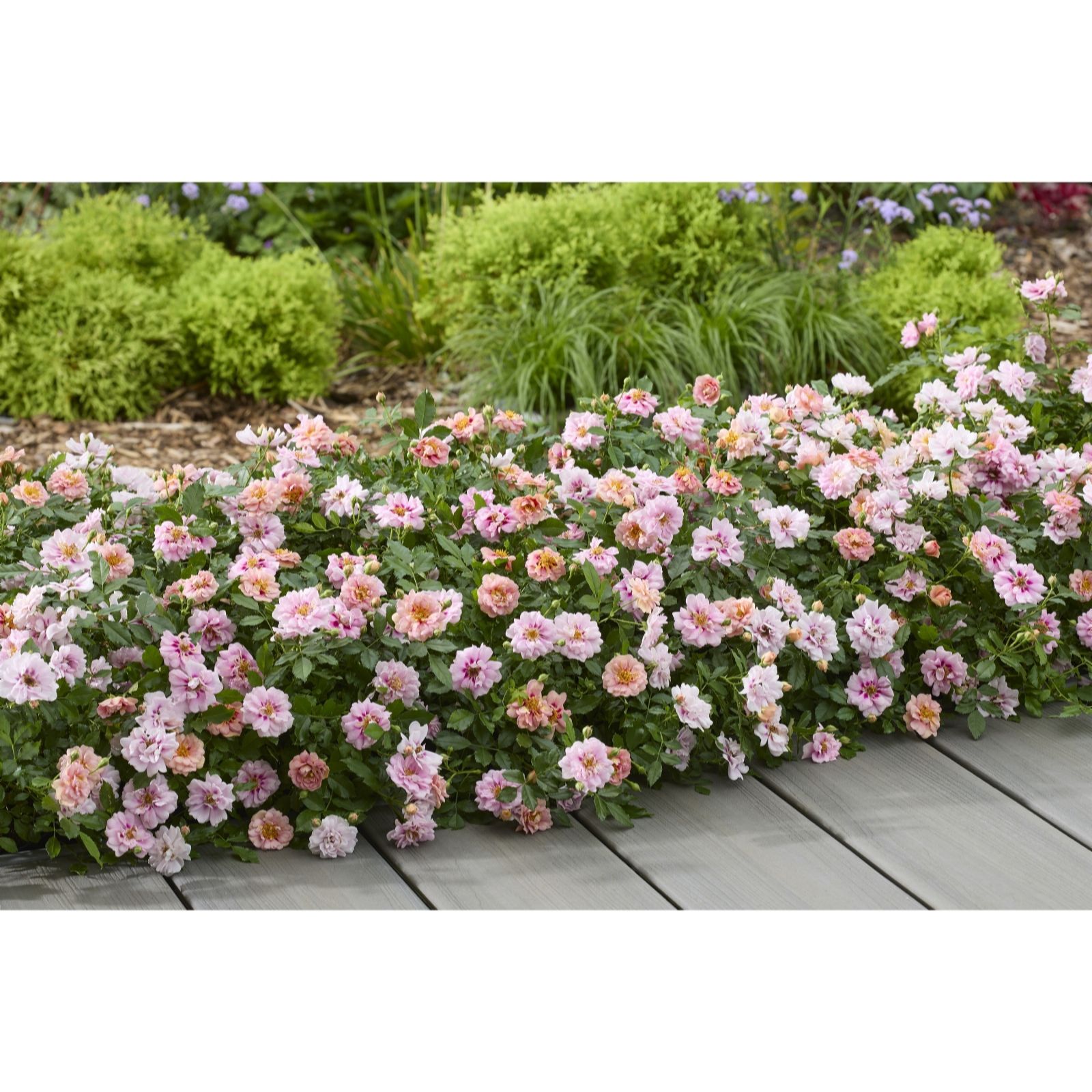 Hayloft Plants Pink Rosa Amirose X 1