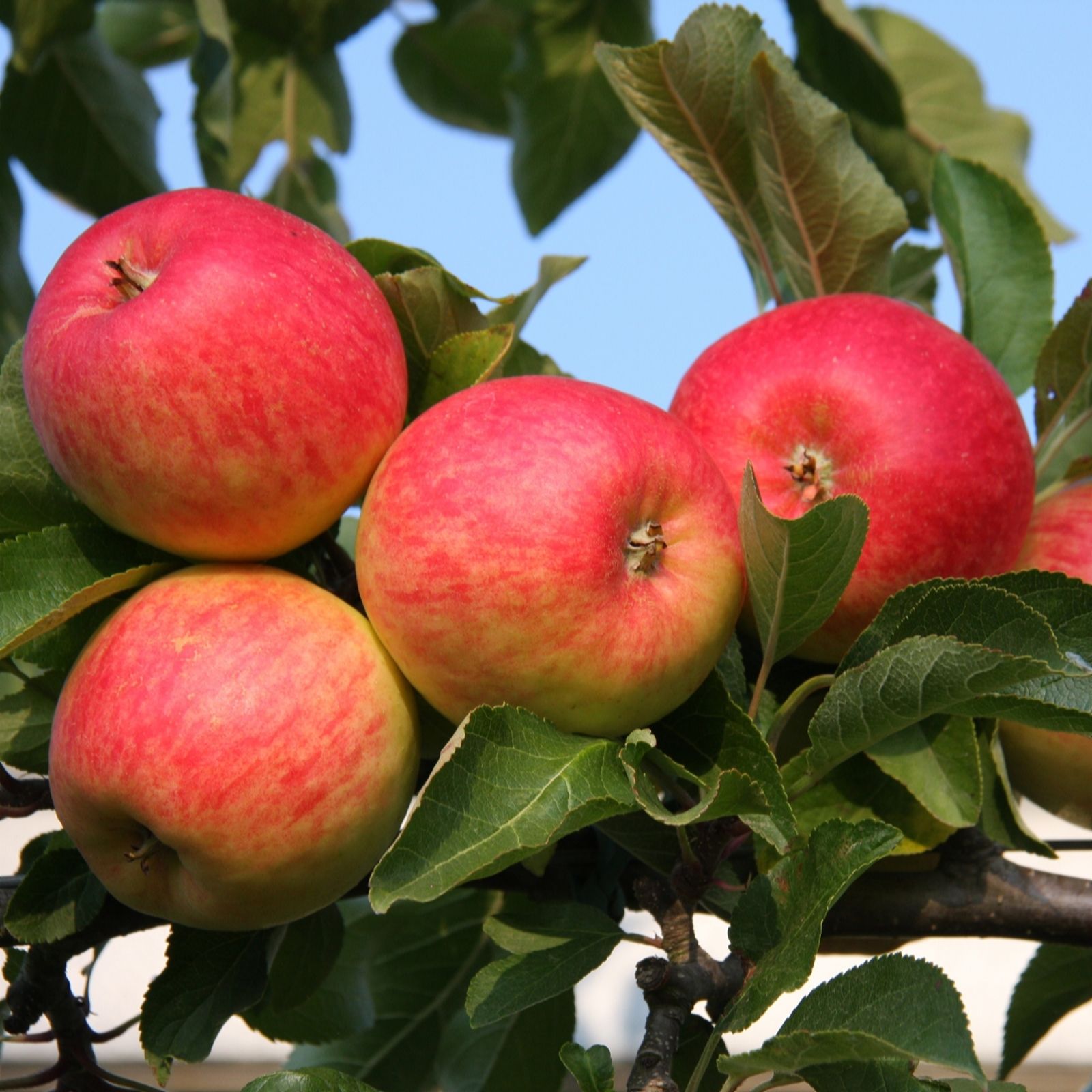 Frank P Matthews Mini Apple Collection Bare Roots