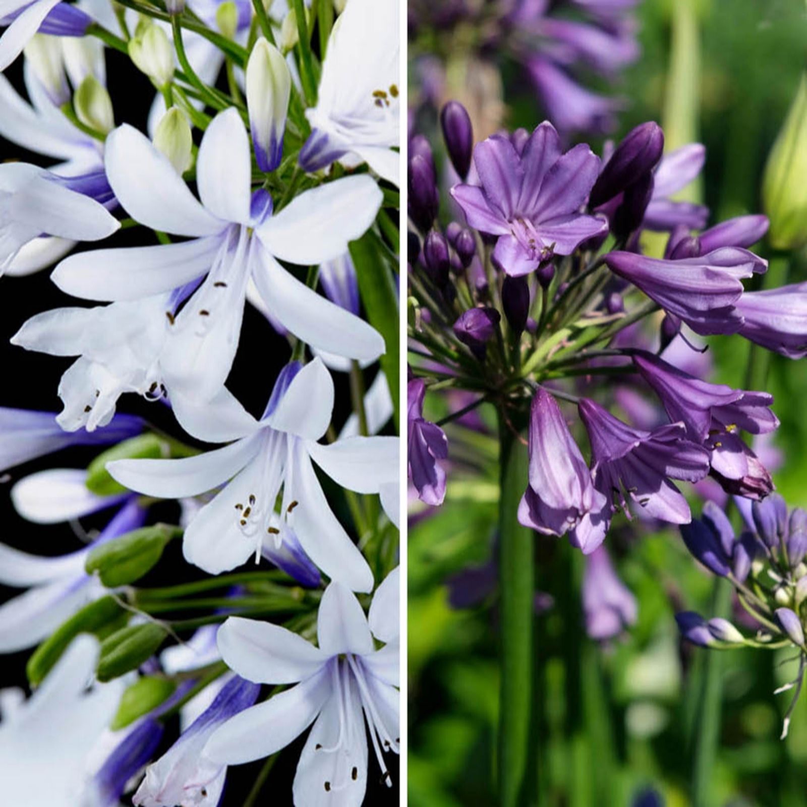 Yougarden Purple Agapanthus Collection In 3L Pots