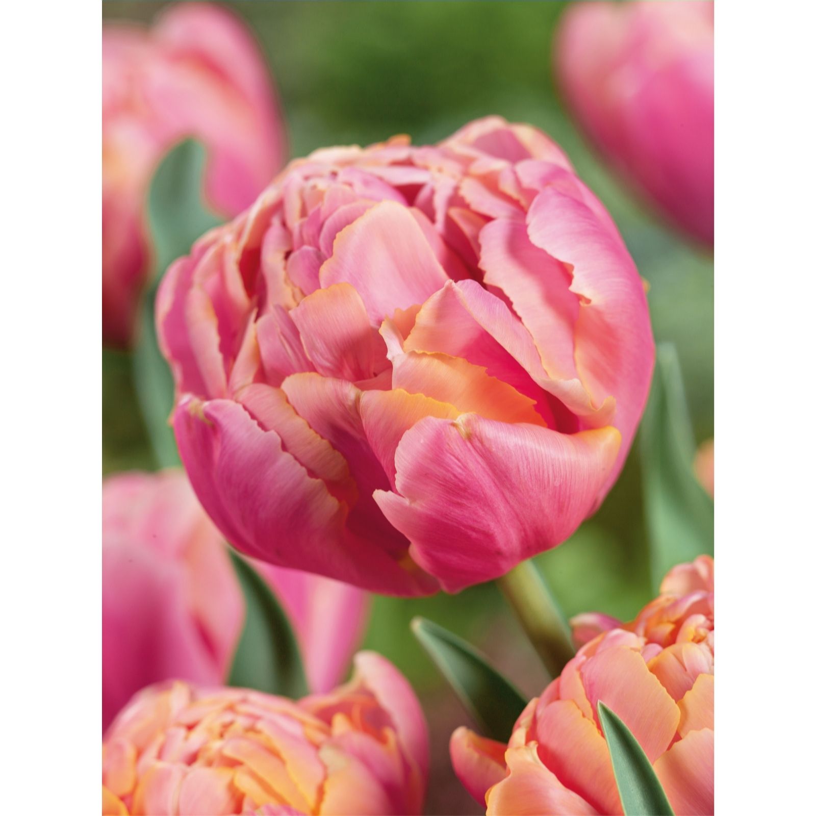 Plants2Gardens Tulip Pink Star Bulbs x 20