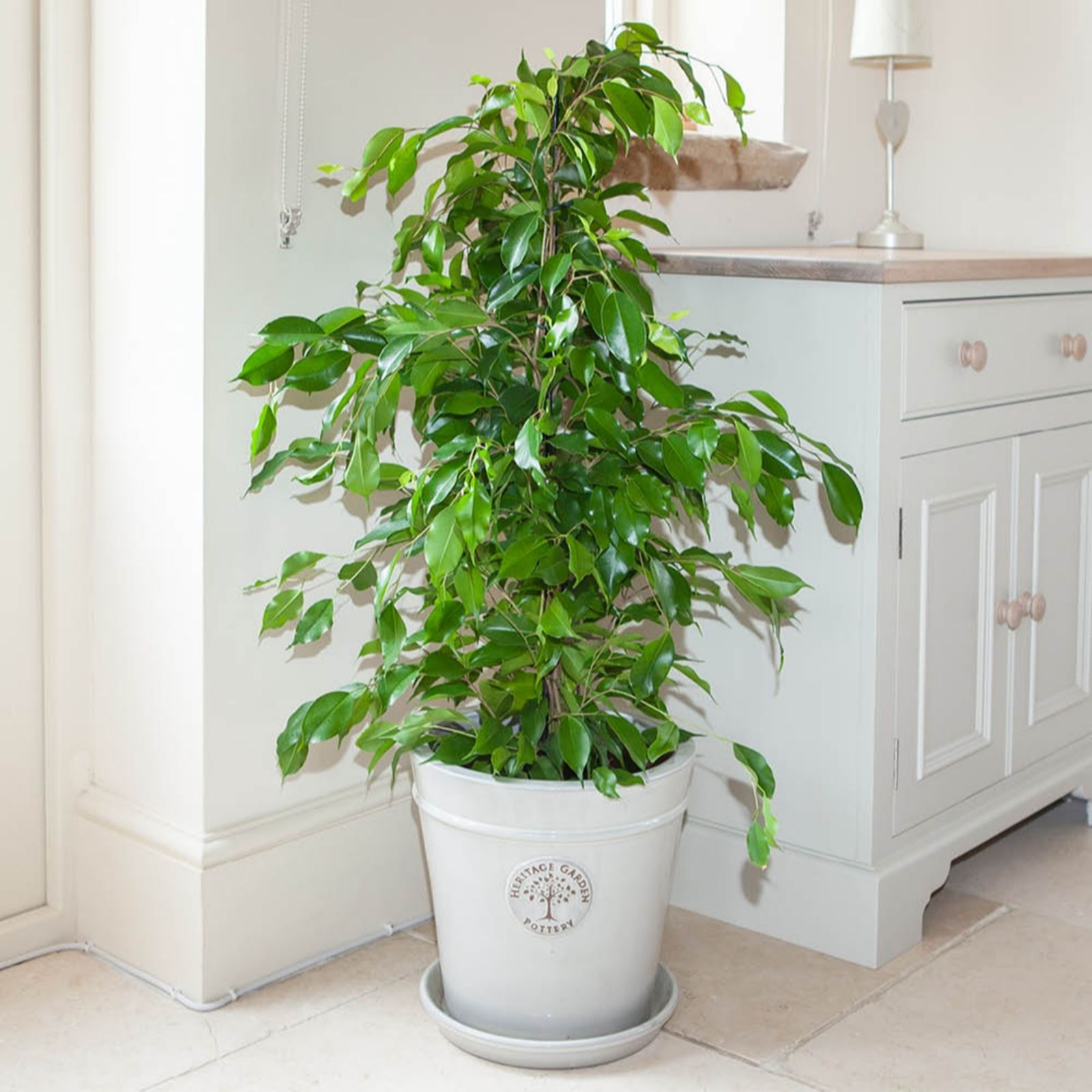 Yougarden Green Ficus Benjamina Exotica 'Weeping Fig' In 21Cm Pot