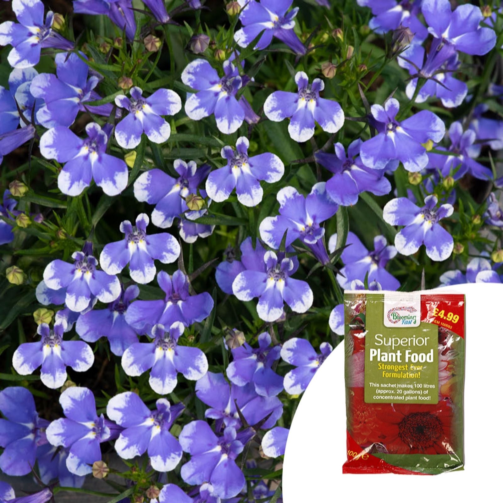 Yougarden Blue Lobelia Infinity Sparkle Plug Plants X12 & 100G Fert...
